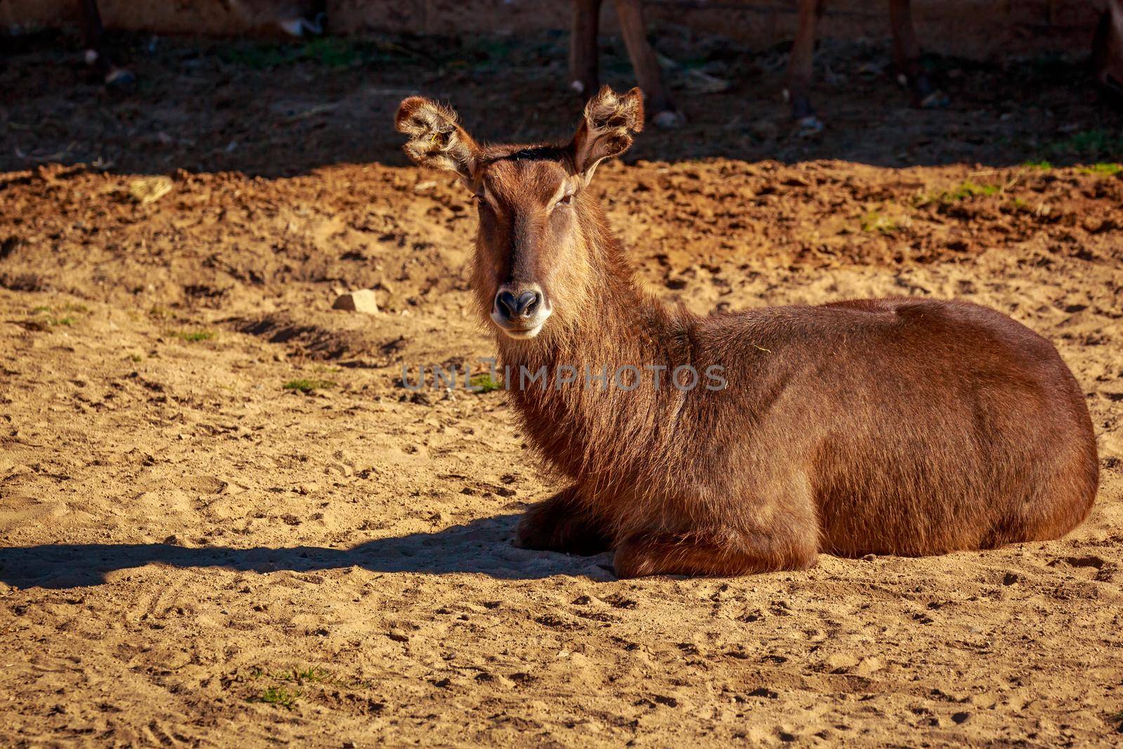 Female Waterbuck rest on the ground