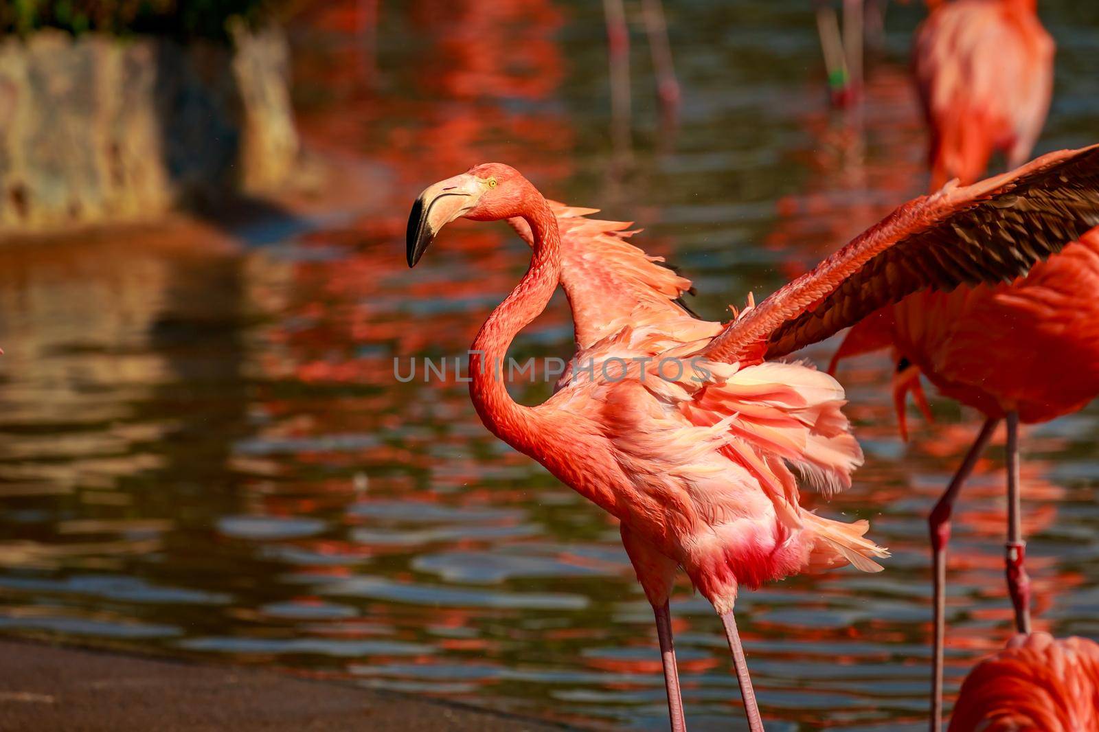 A group of American Flamingos wade in water.