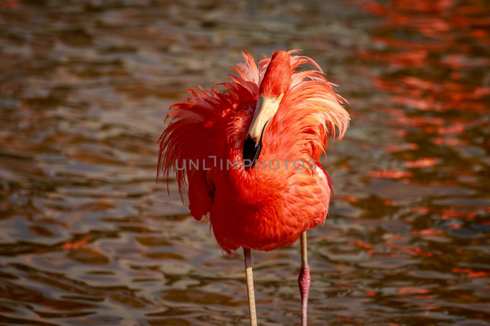 Close up of American Flamingos wade in water.