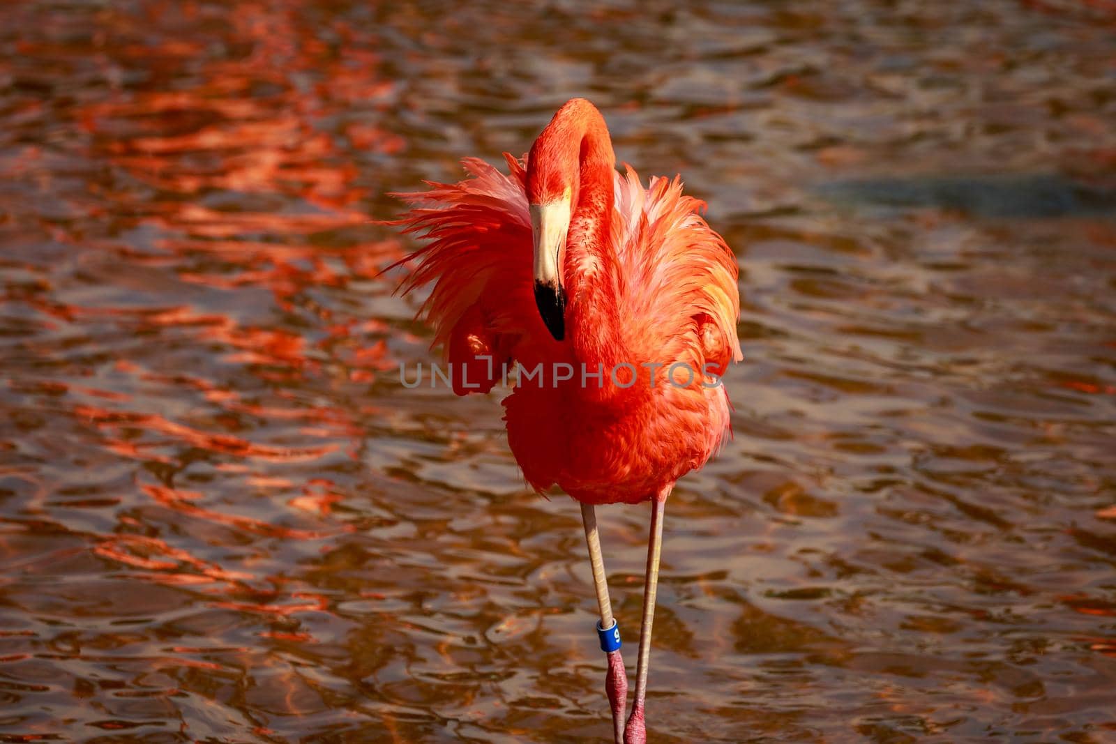 Close up of American Flamingos wade in water.