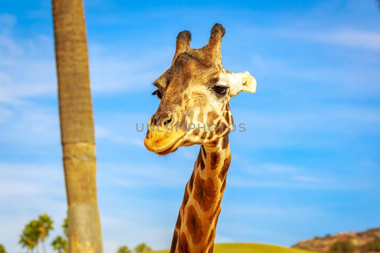 Close-up portrait of Giraffe headshot and its upper neck