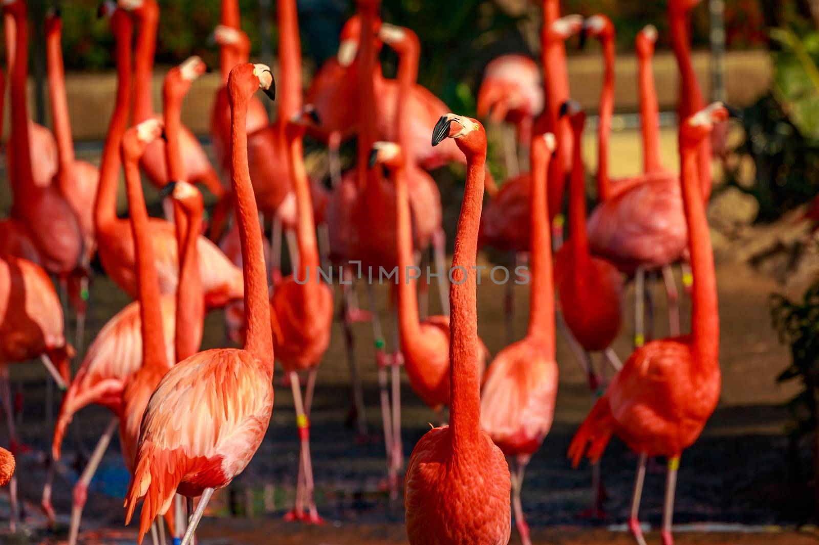 A group of American Flamingos wade in water.