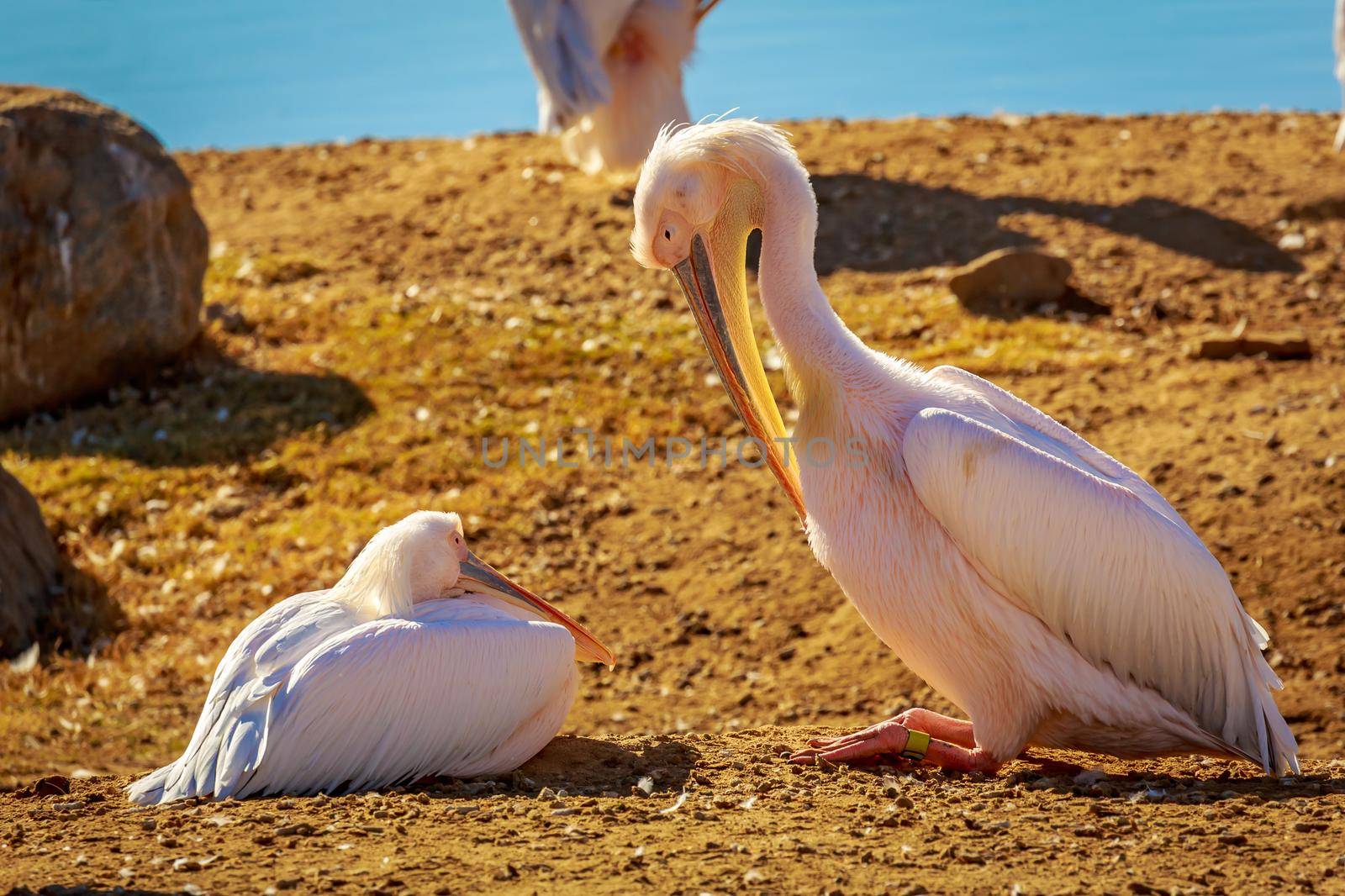 A group of Great White Pelicans rest by the lake.