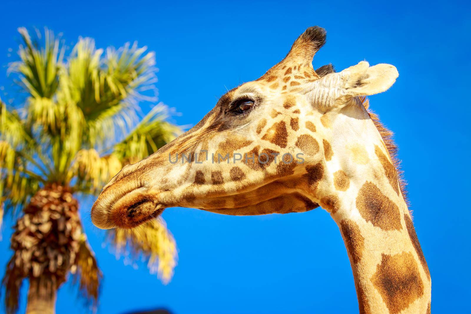 Close-up portrait of Giraffe headshot and its upper neck