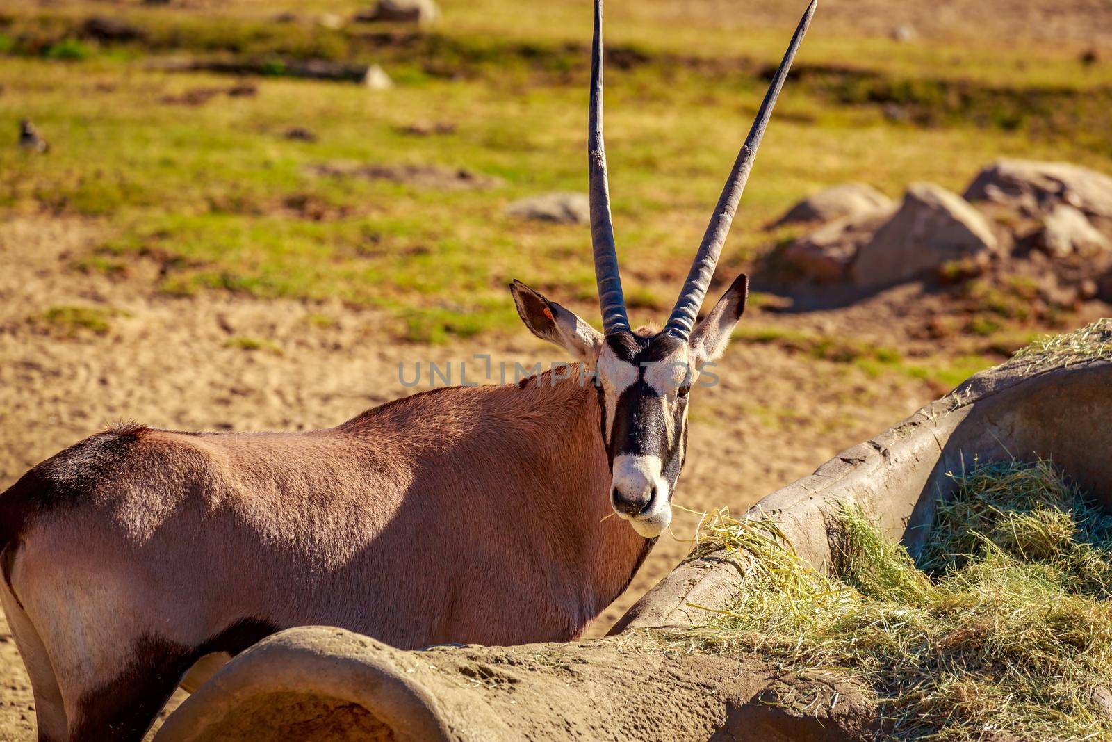 A gemsbok antelope (Oryx gazella) is having some snack