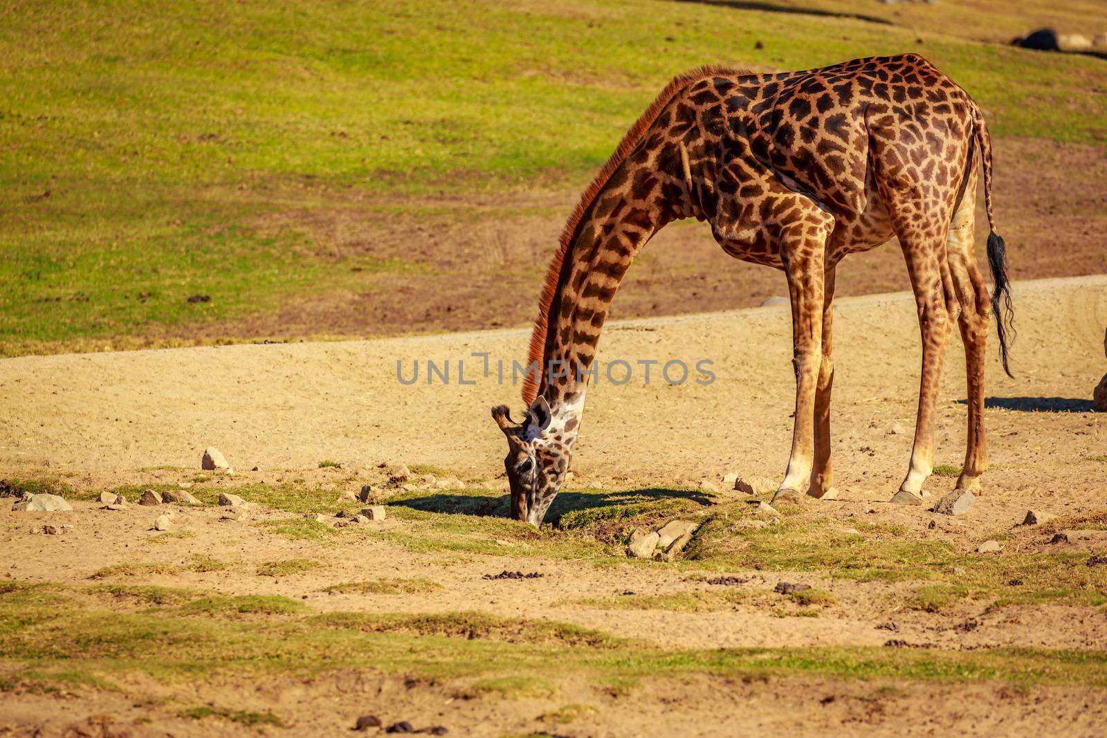 Single Giraffe noticed something in the ground