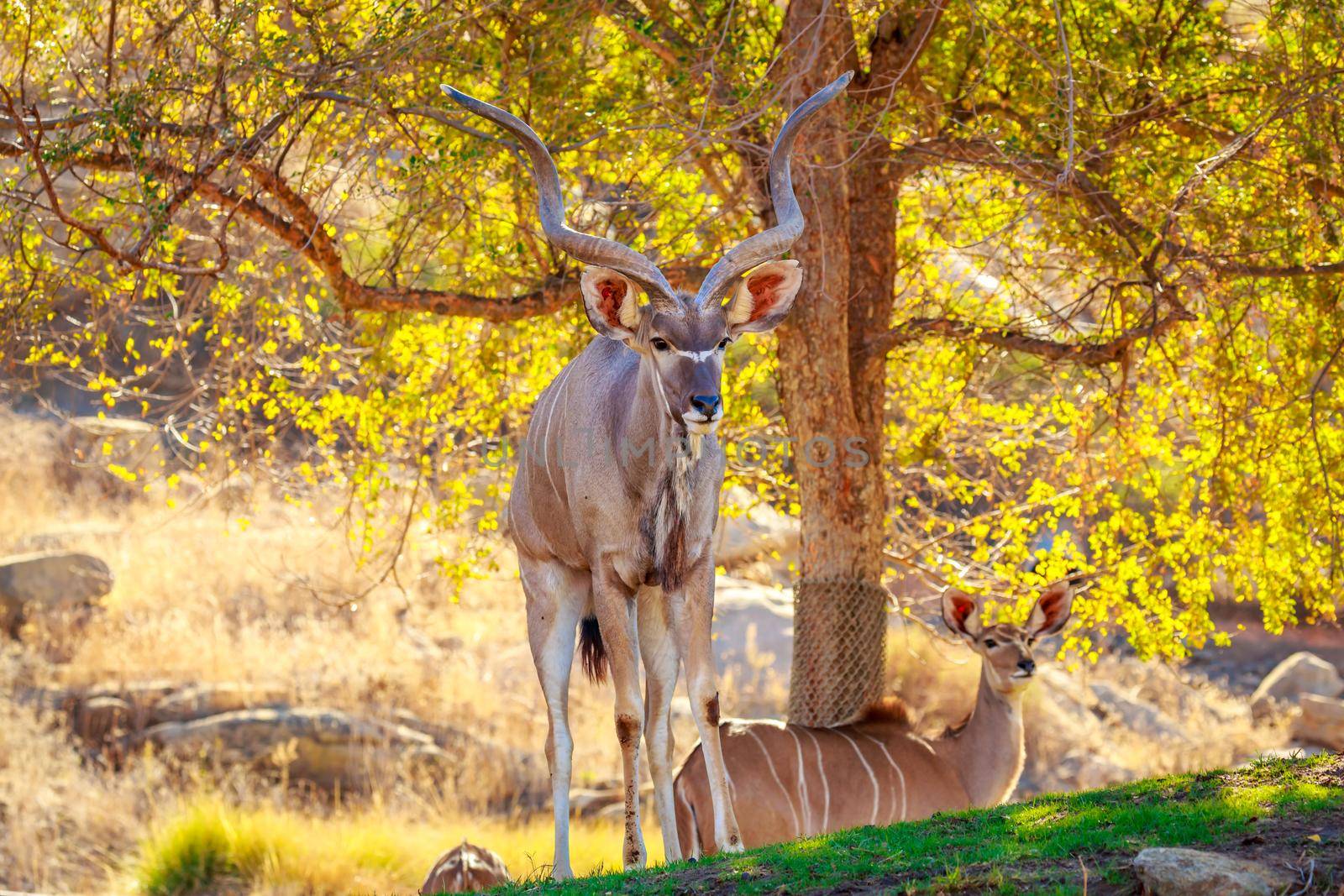 Greater Kudu rest in the shade of tree