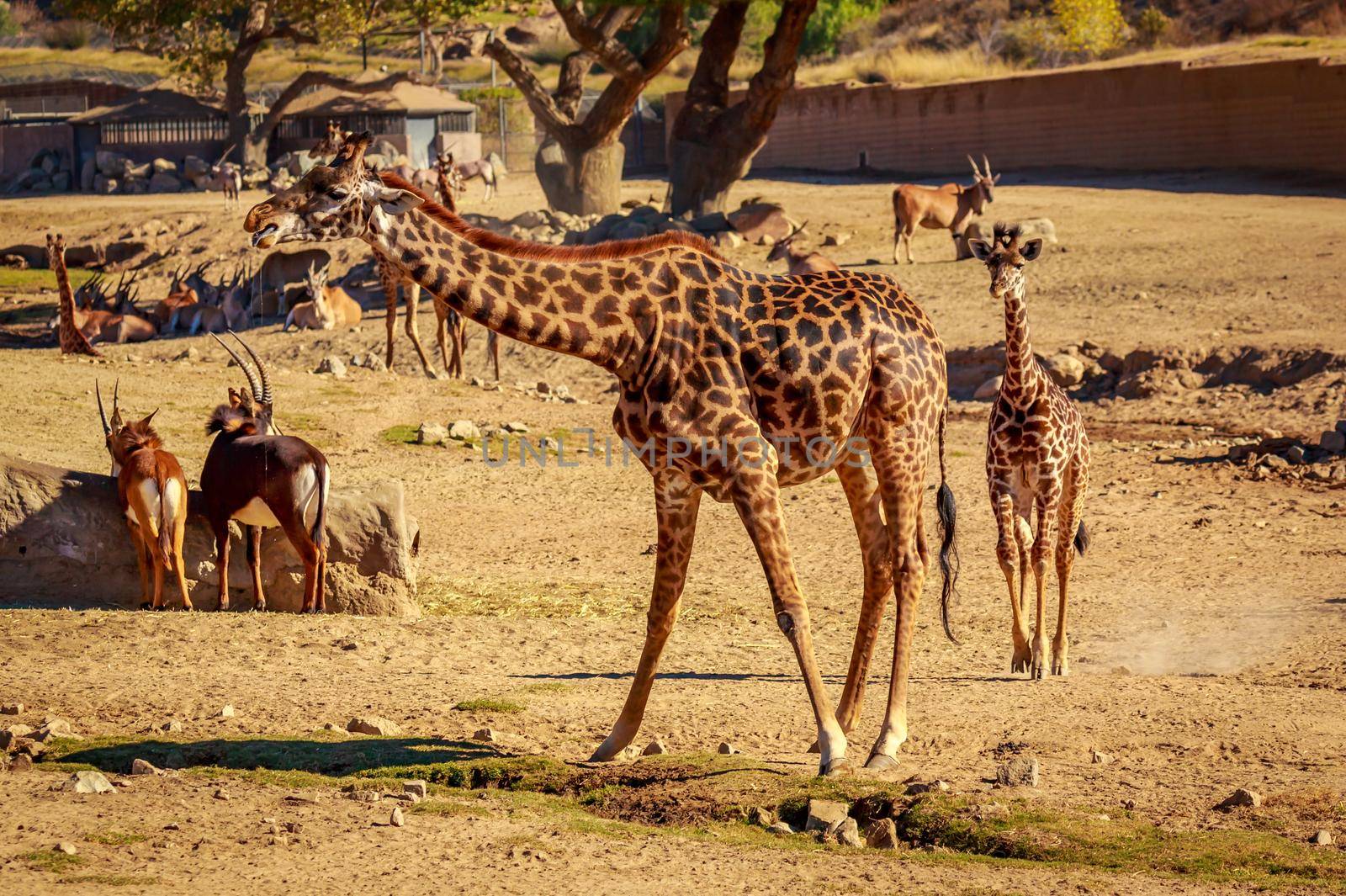 Baby giraffe accompanie by it mother