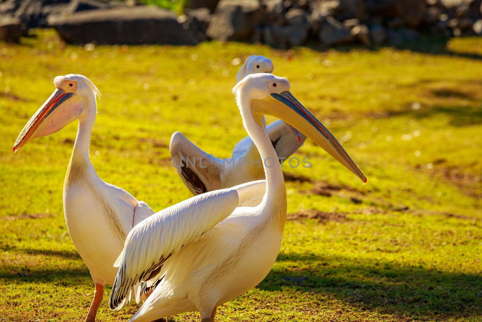 A group of Great white pelicans play around.