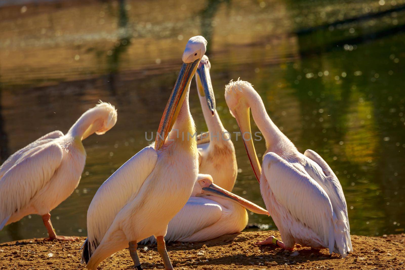 A group of Great White Pelicans rest by the lake.