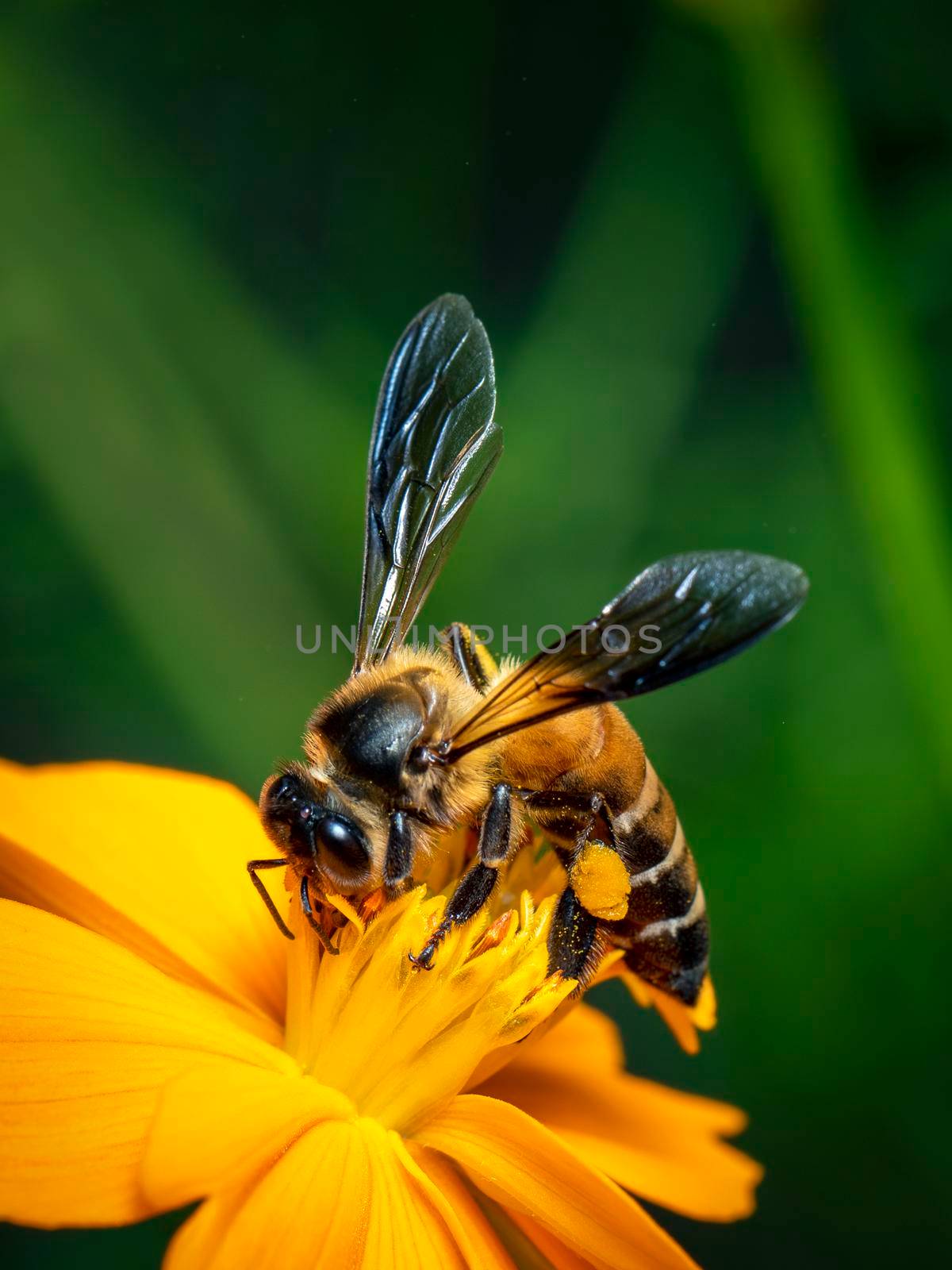 Image of giant honey bee(Apis dorsata) on yellow flower collects nectar on a natural background. Golden honeybee on flower pollen. Insect. Animal.