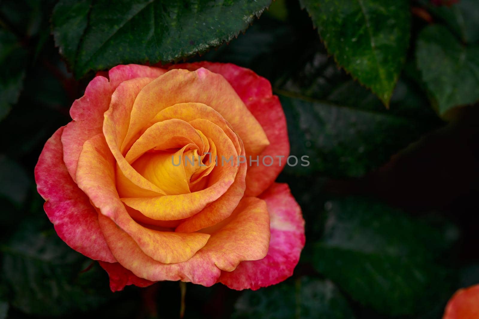 Fragrant Rose in Full Blossom. Washington Park Rose Garden, Portland, Oregon