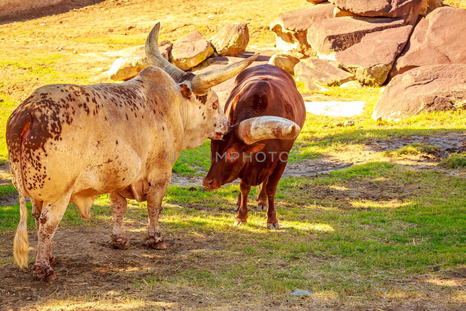Two ankole cattles head-to-head encounter