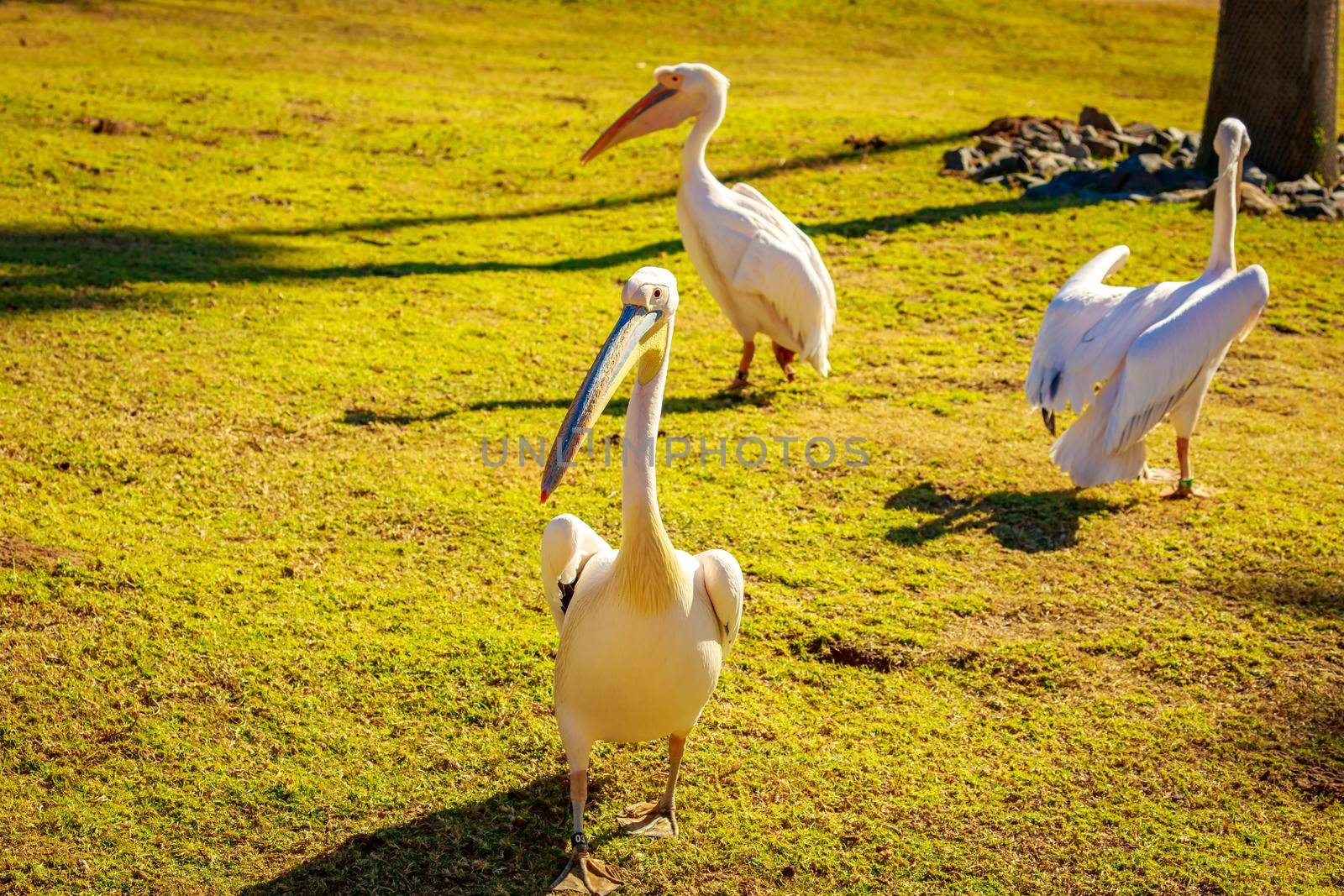 A group of Great white pelicans play around.