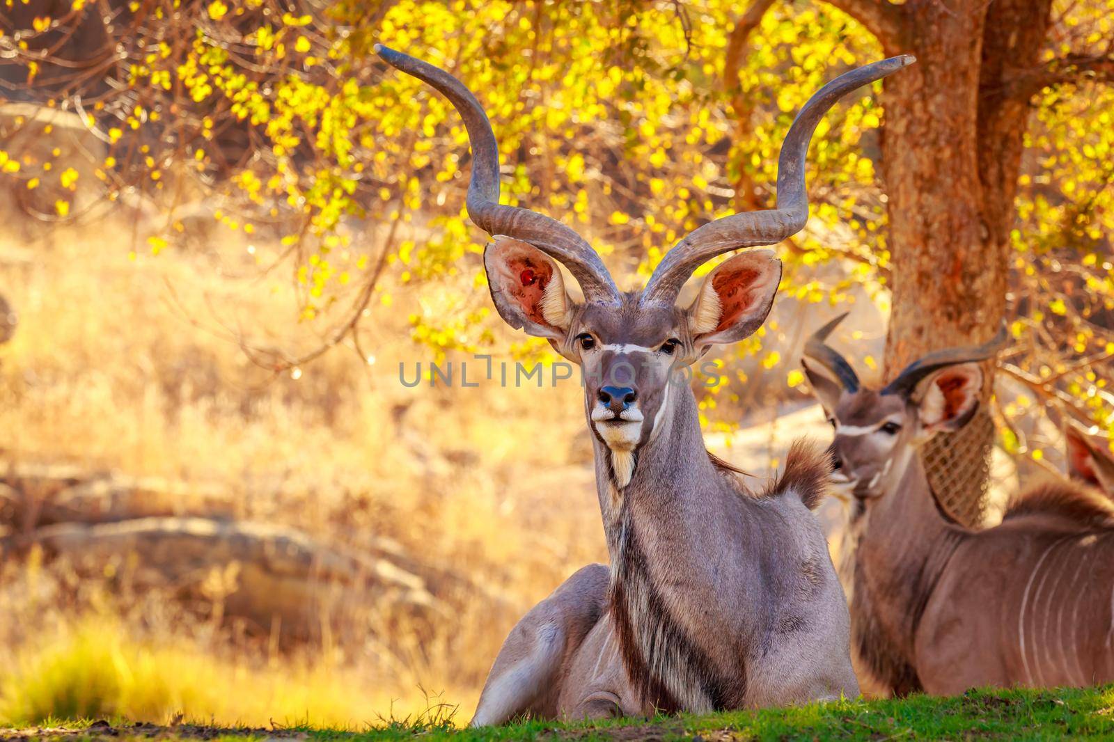 Greater Kudu rest in the shade of tree