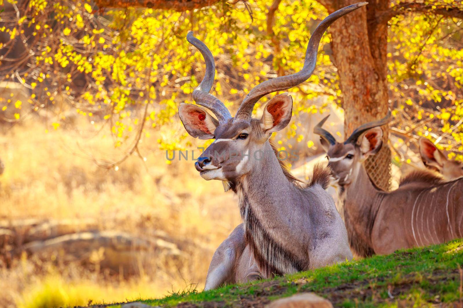 Greater Kudu rest in the shade of tree