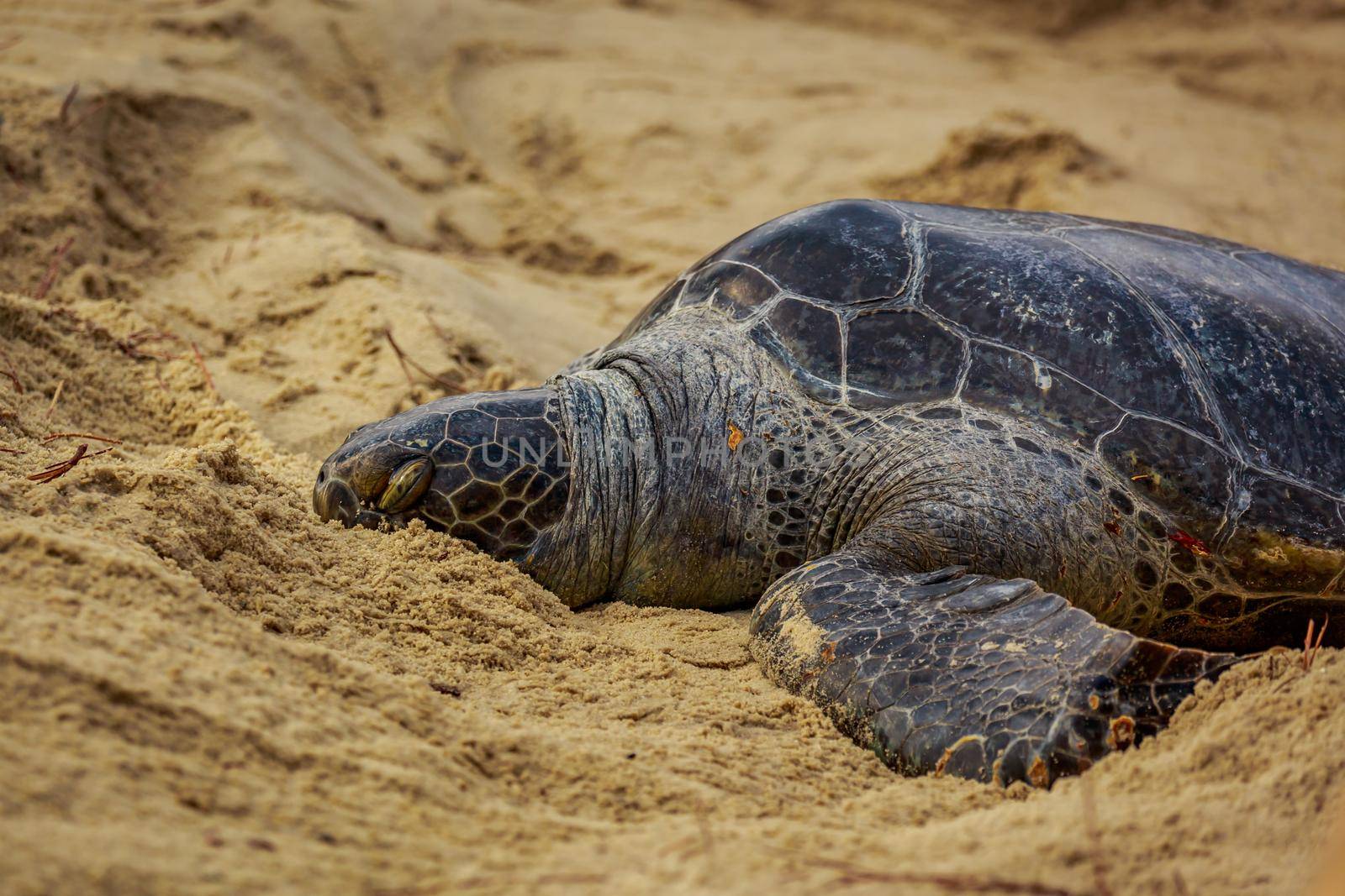 Green Sea Turtle rests in sand