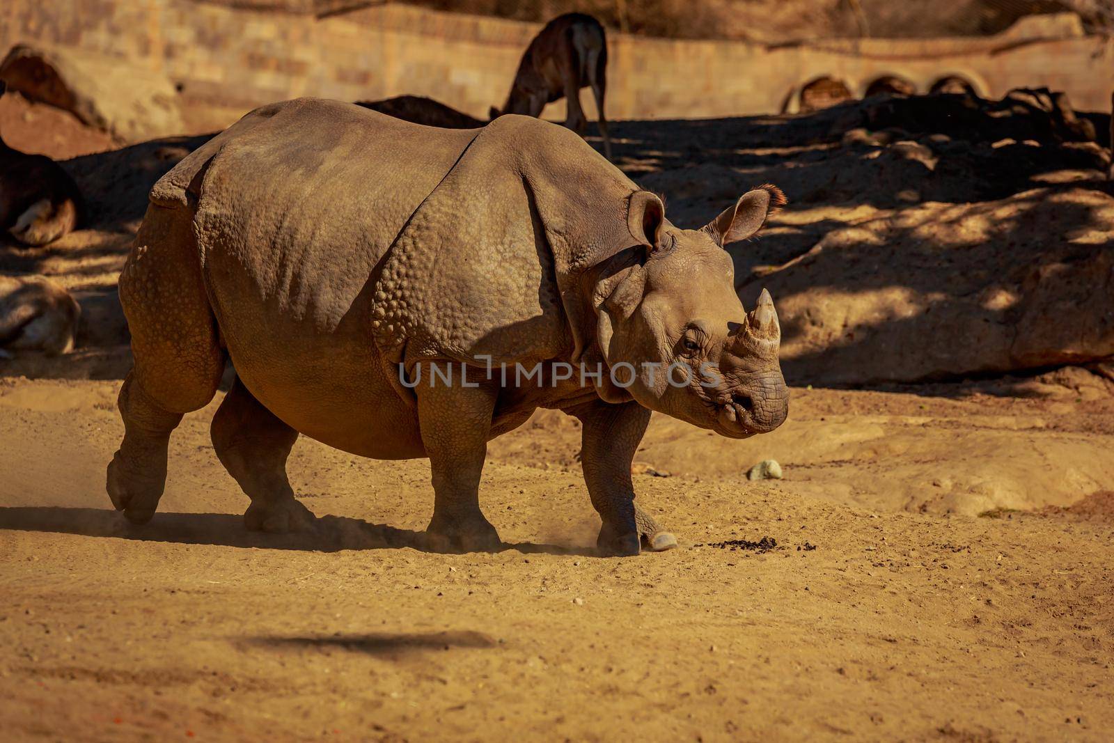 Single Indian Rhinoceros walks in the park.