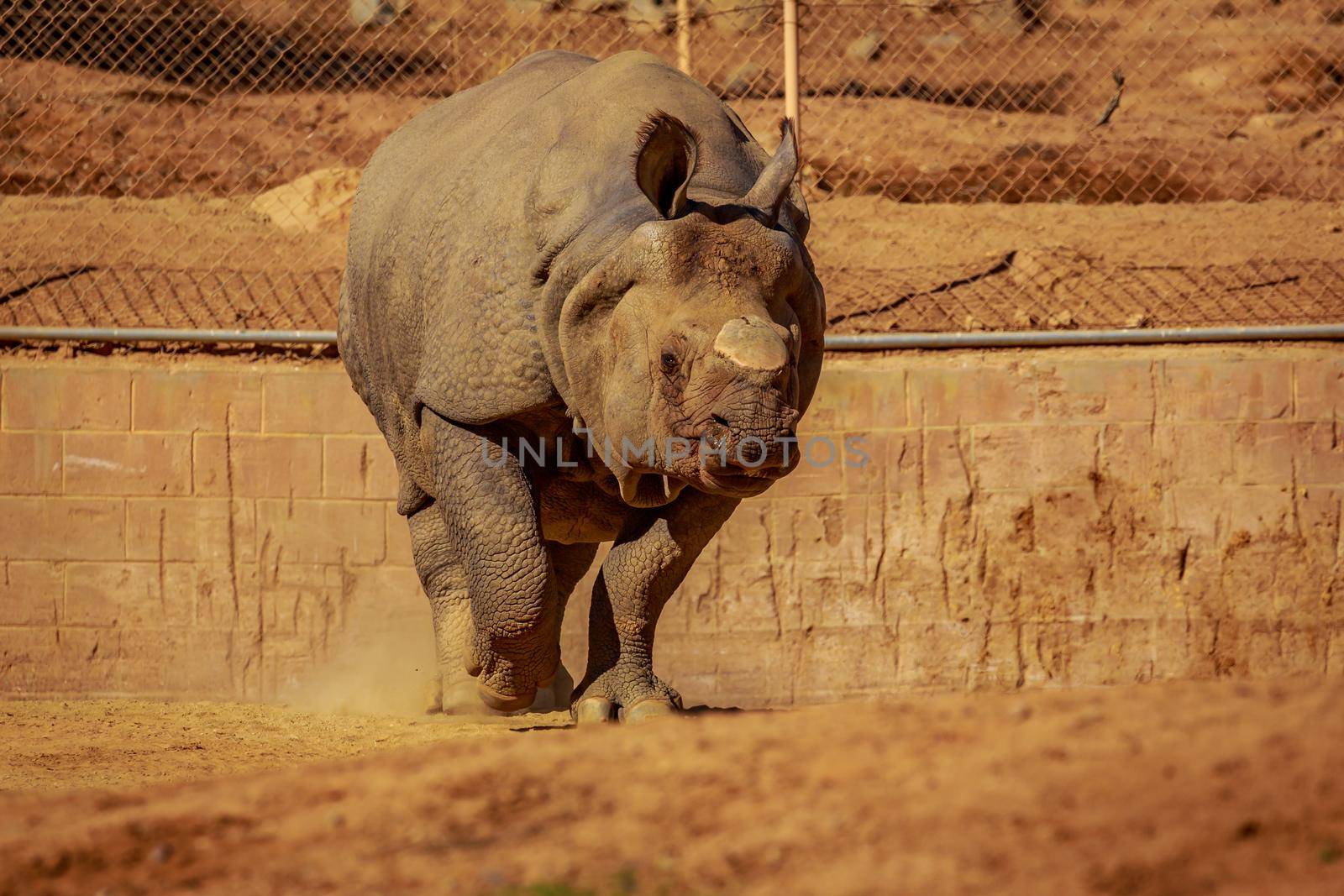 Single Indian Rhinoceros walks in the park