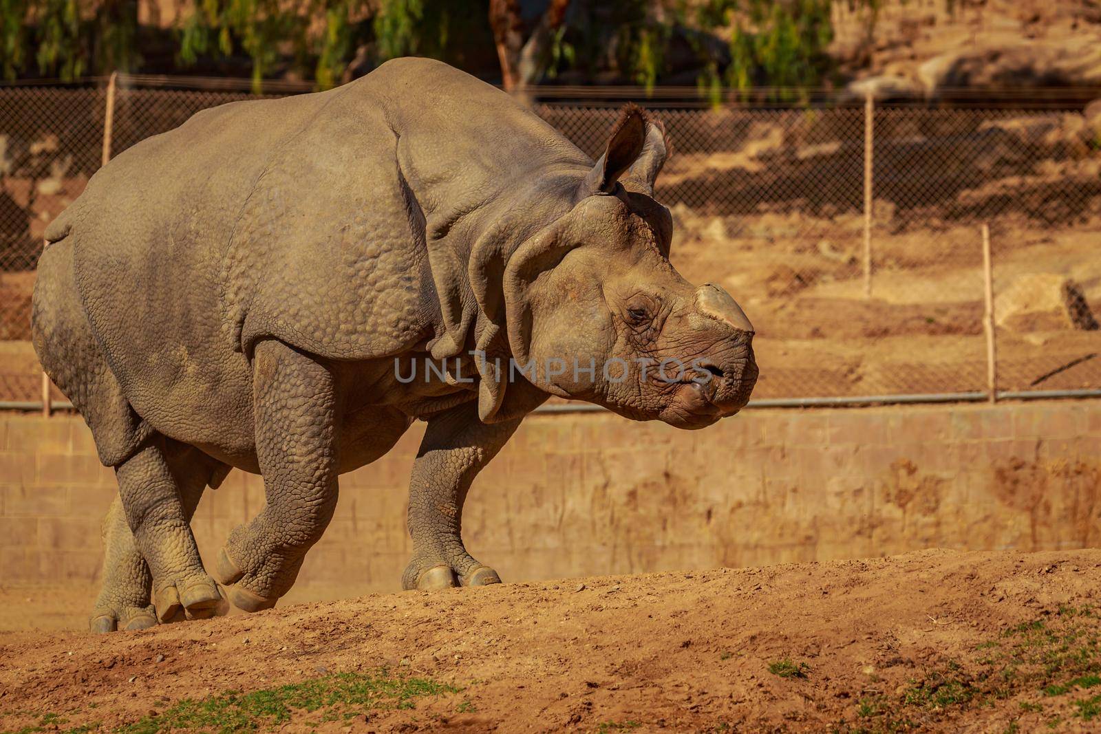 Single Indian Rhinoceros walks in the park