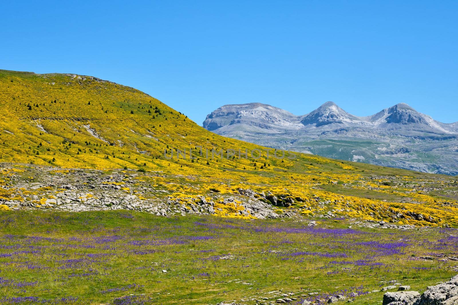 Beautiful landscape with colorful flowers in the Ordesa y Monte Perdido National Park by elxeneize