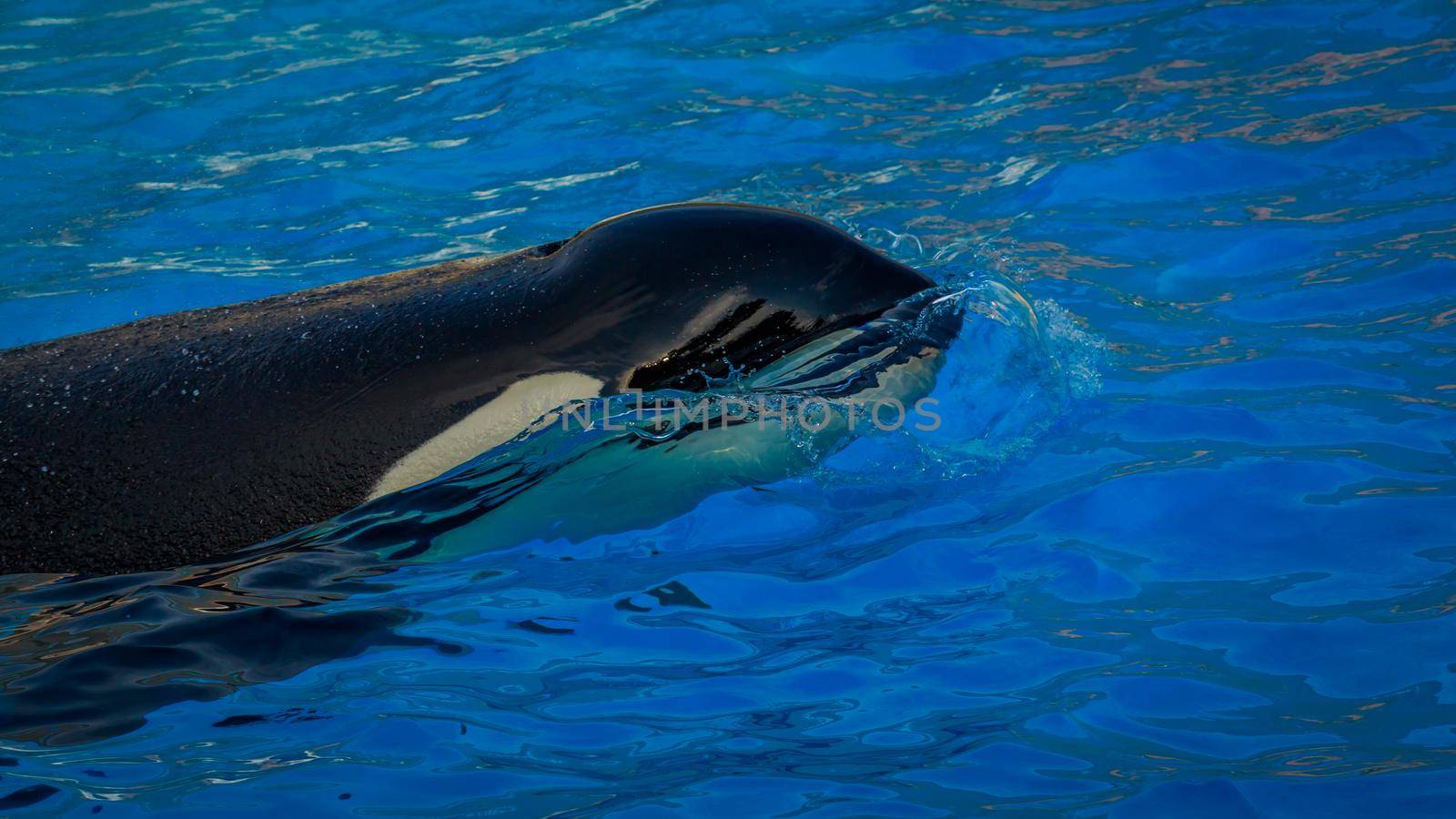 A killer whales  (Orca) plays in water.