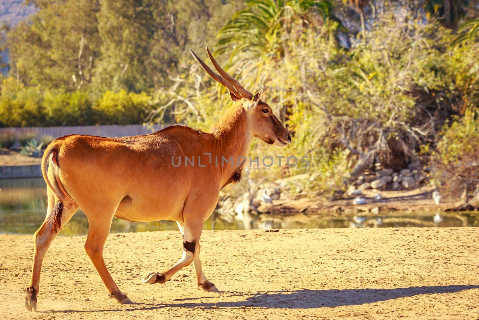 Maile common Eland Antelope walks across the plain