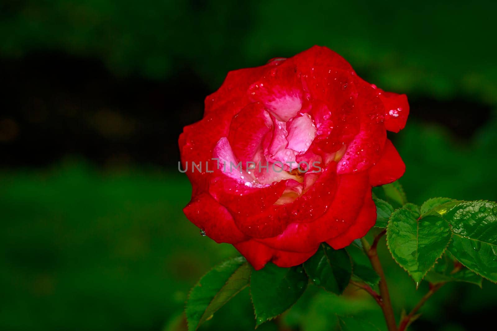 Beautiful rose blooms after rainfall, in Washington Park International Rose Test Garden, Portland, Oregon.