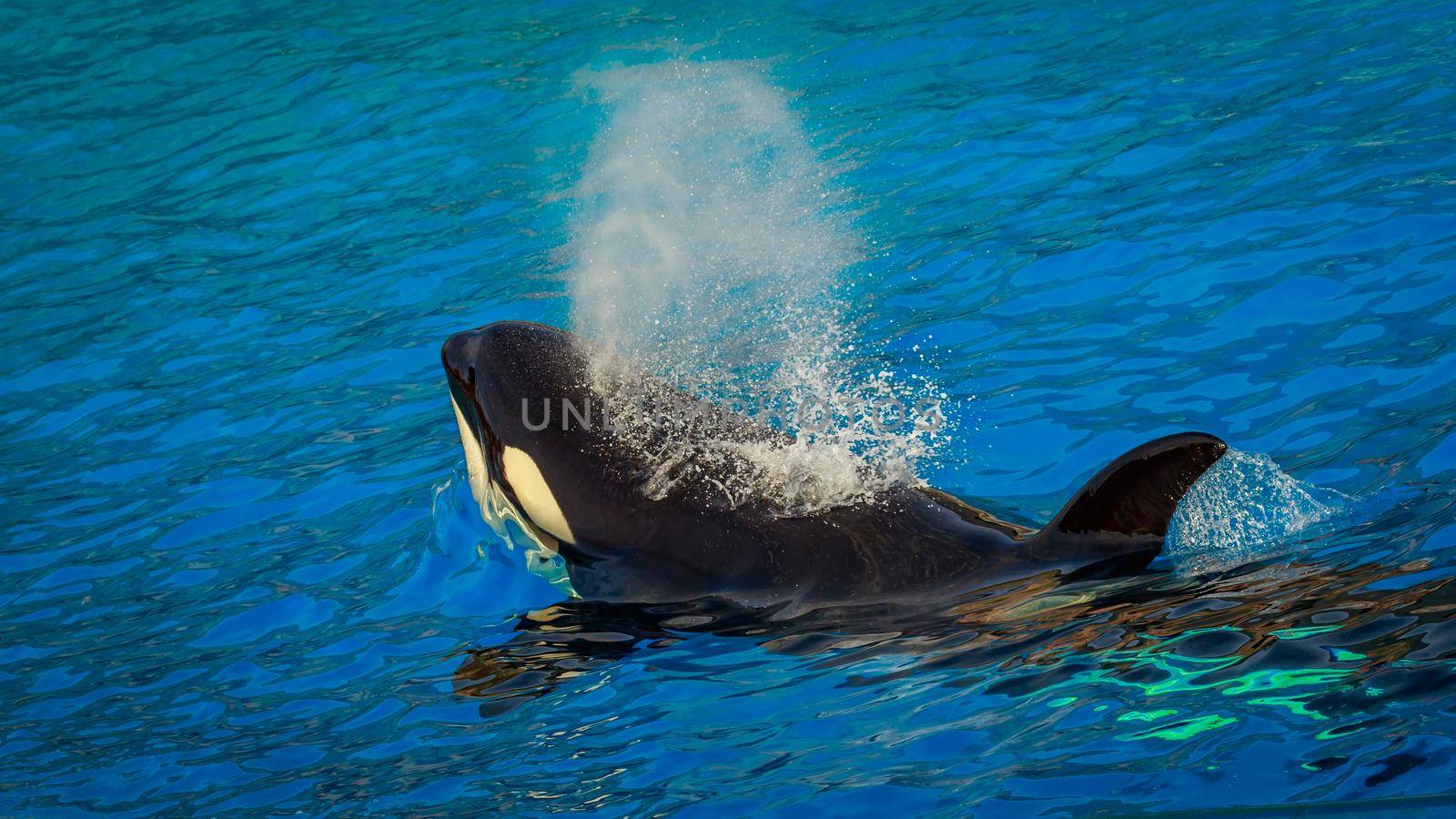 A killer whales  (Orca) plays in water.
