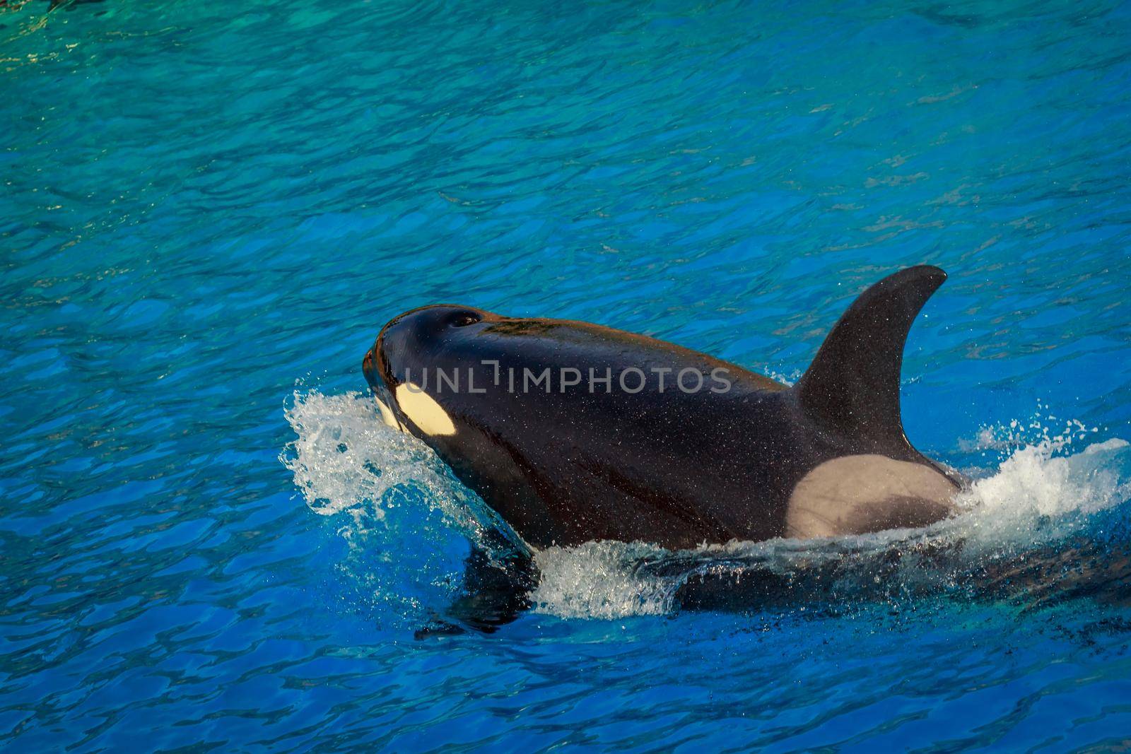 A killer whales  (Orca) plays in water.