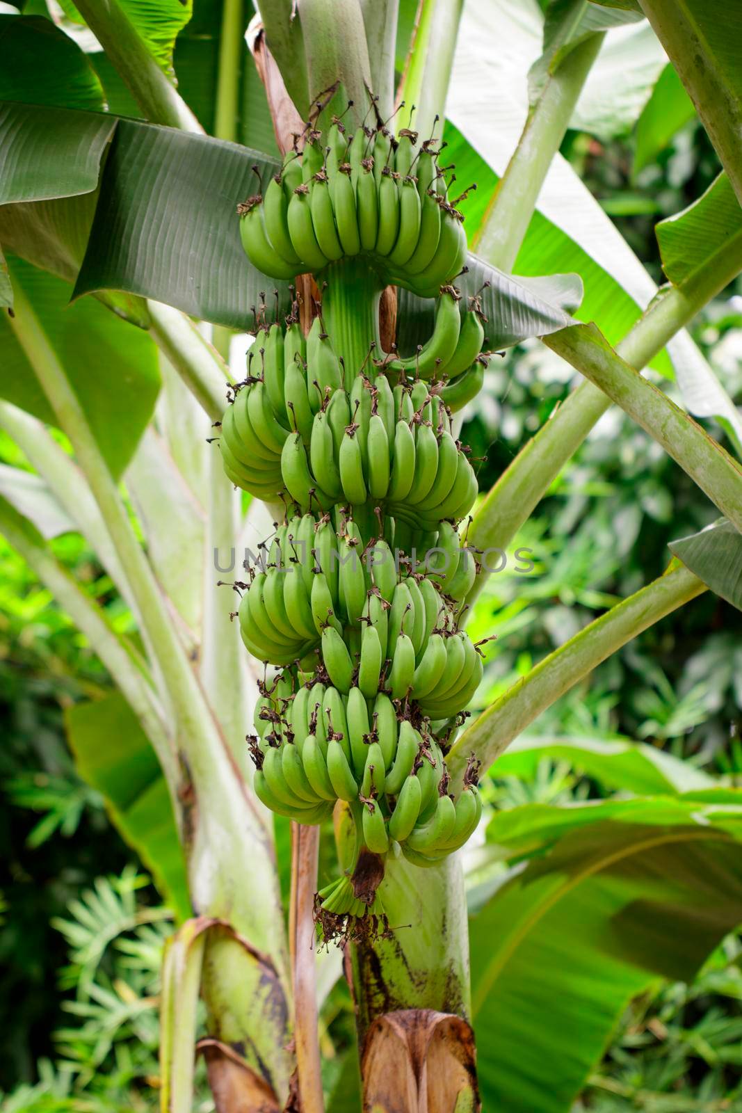 Green raw banana on banana tree in garden in thailand. 