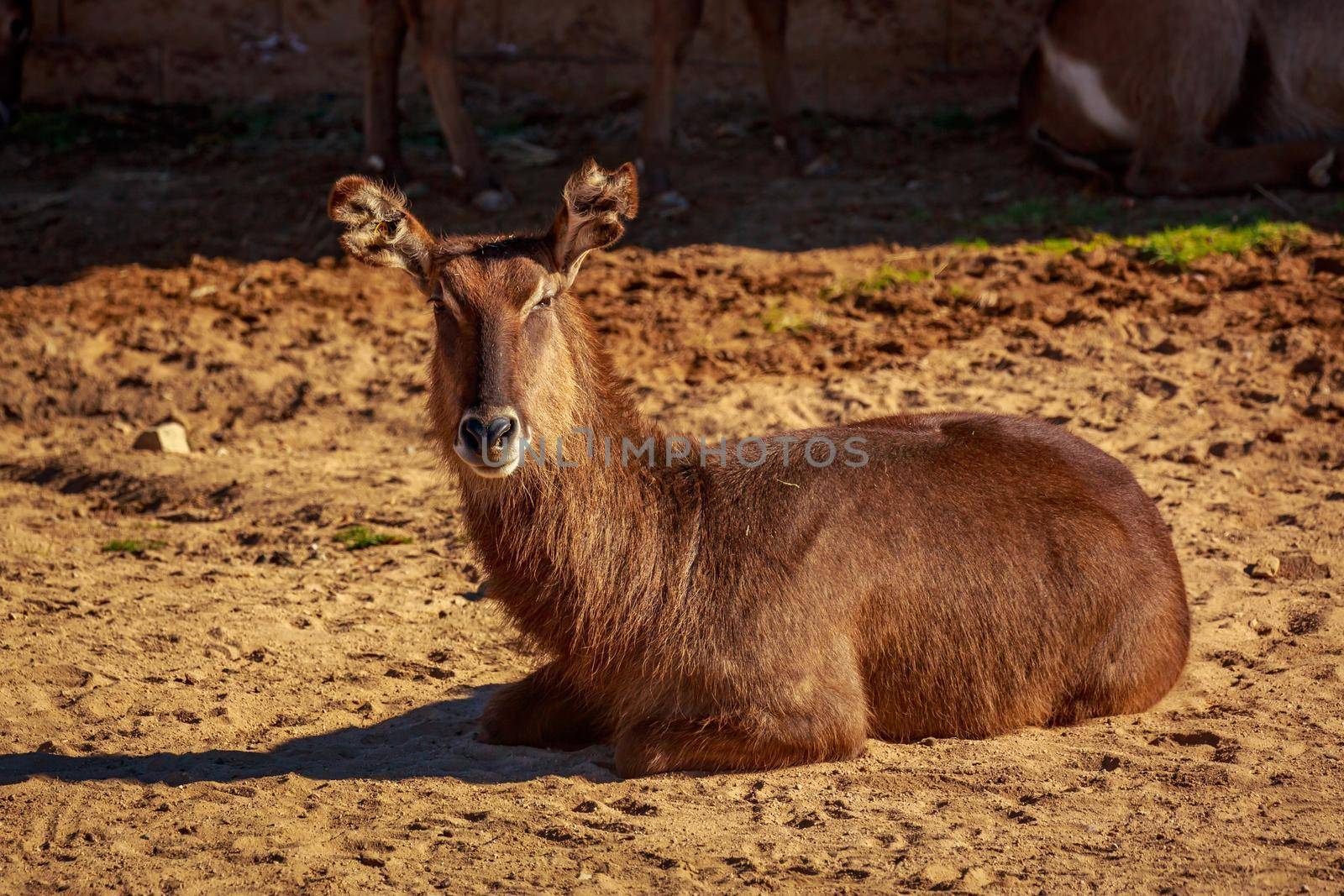 Female Waterbuck rest on the ground
