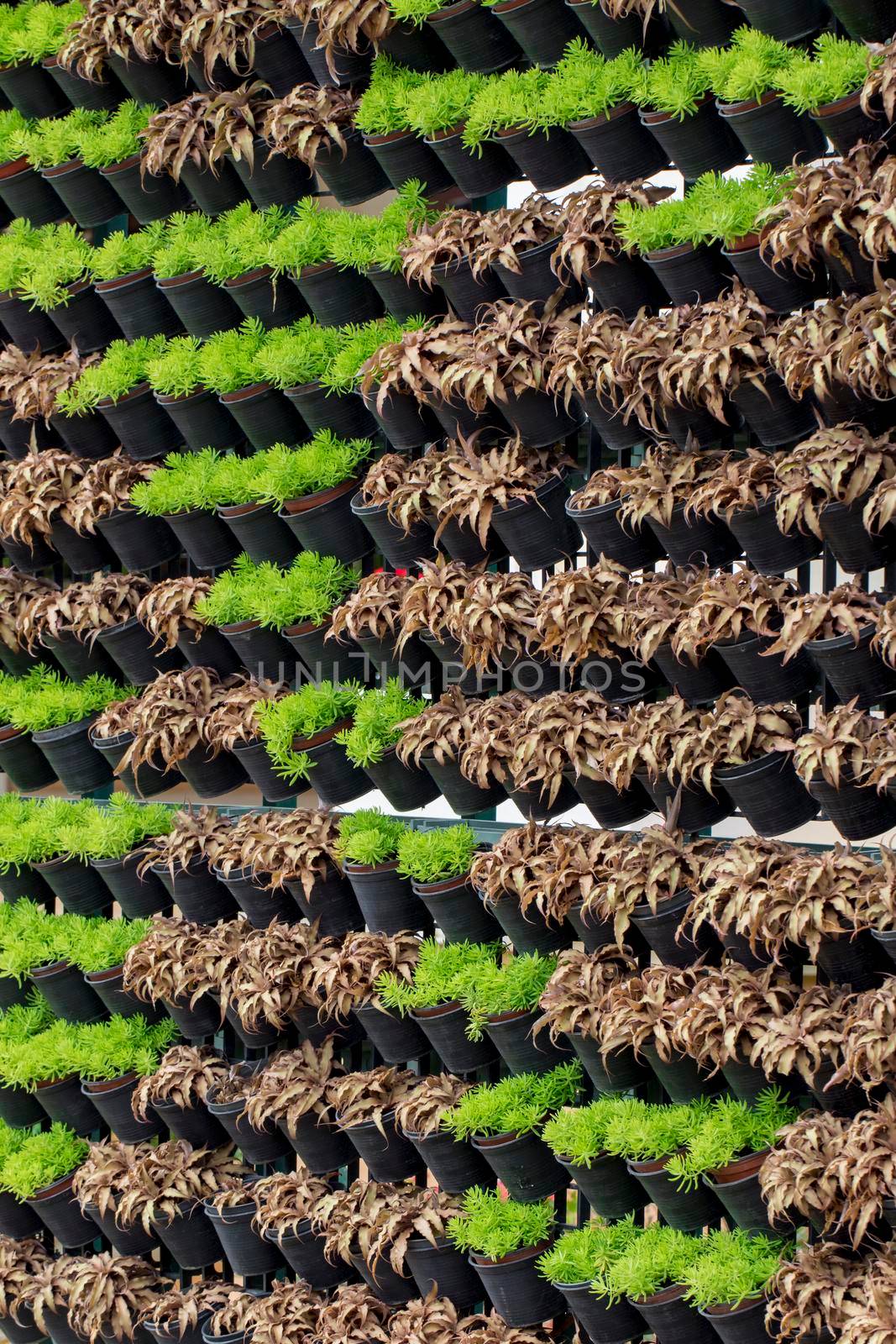 The flora in the pots are beautifully arranged in the garden.