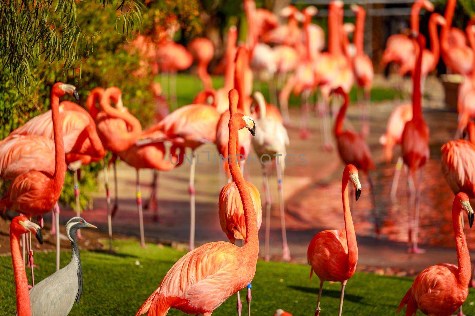 A group of American Flamingos wade in water.