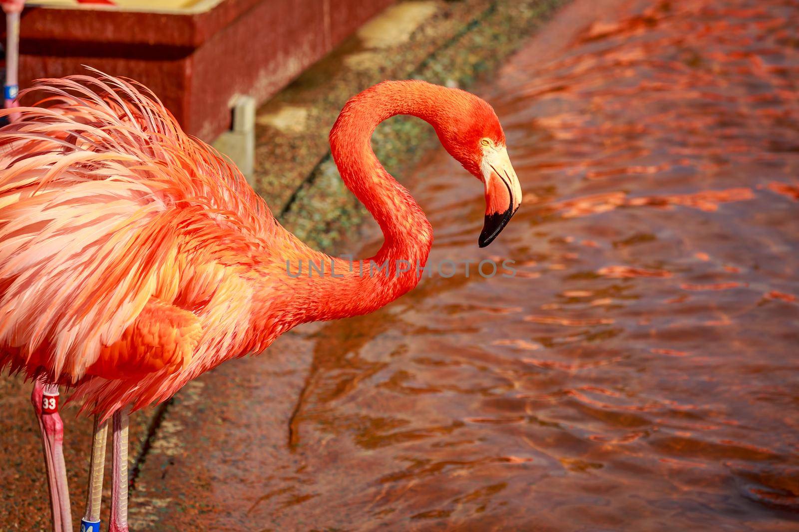 A group of American Flamingos wade in water.