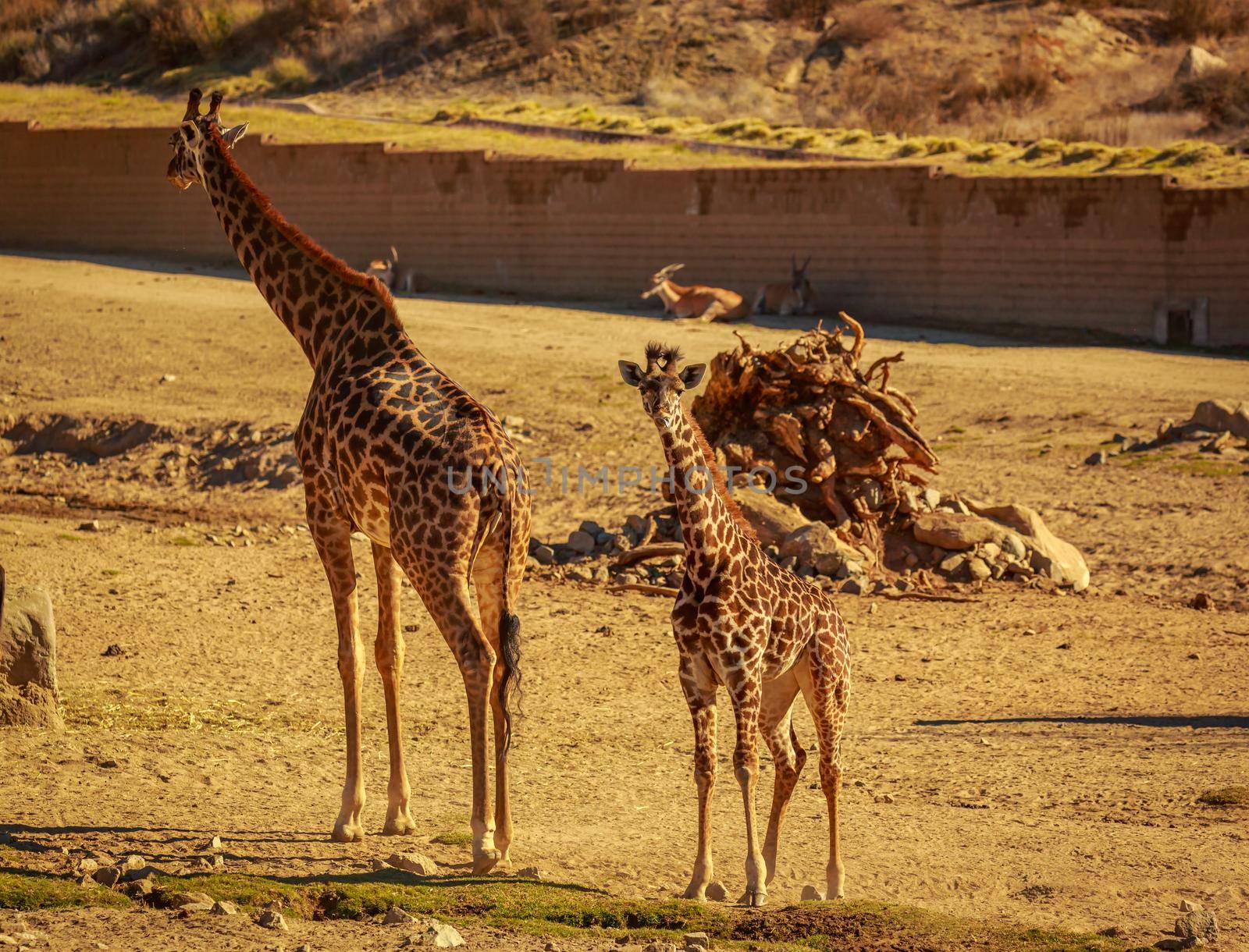 Baby giraffe accompanie by it mother
