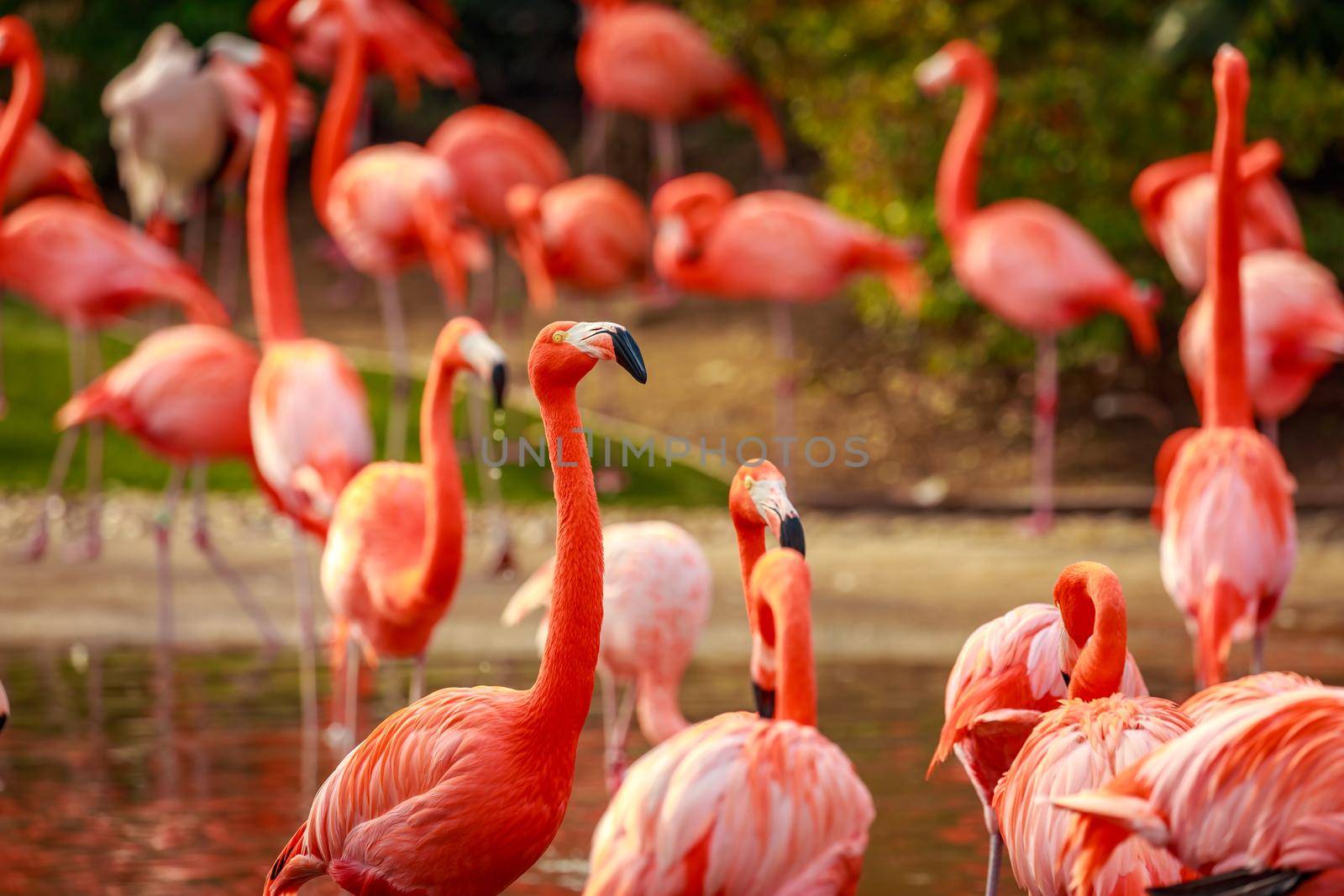 A group of American Flamingos wade in water.