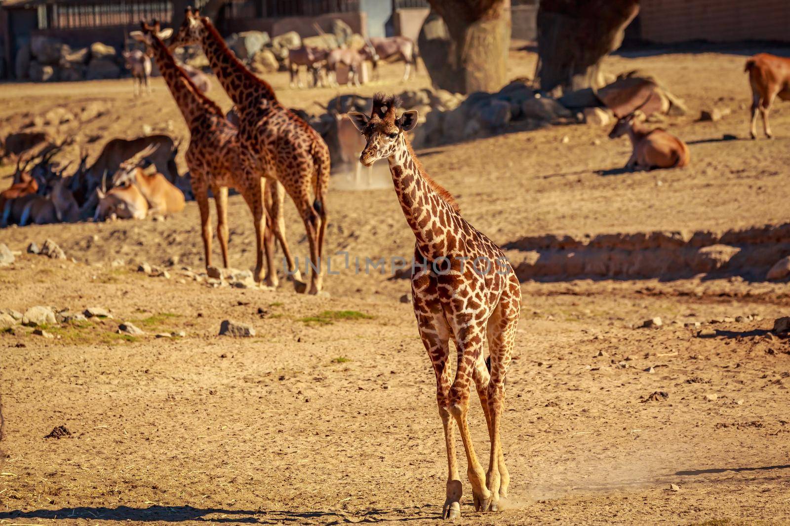Giraffes walk in the park