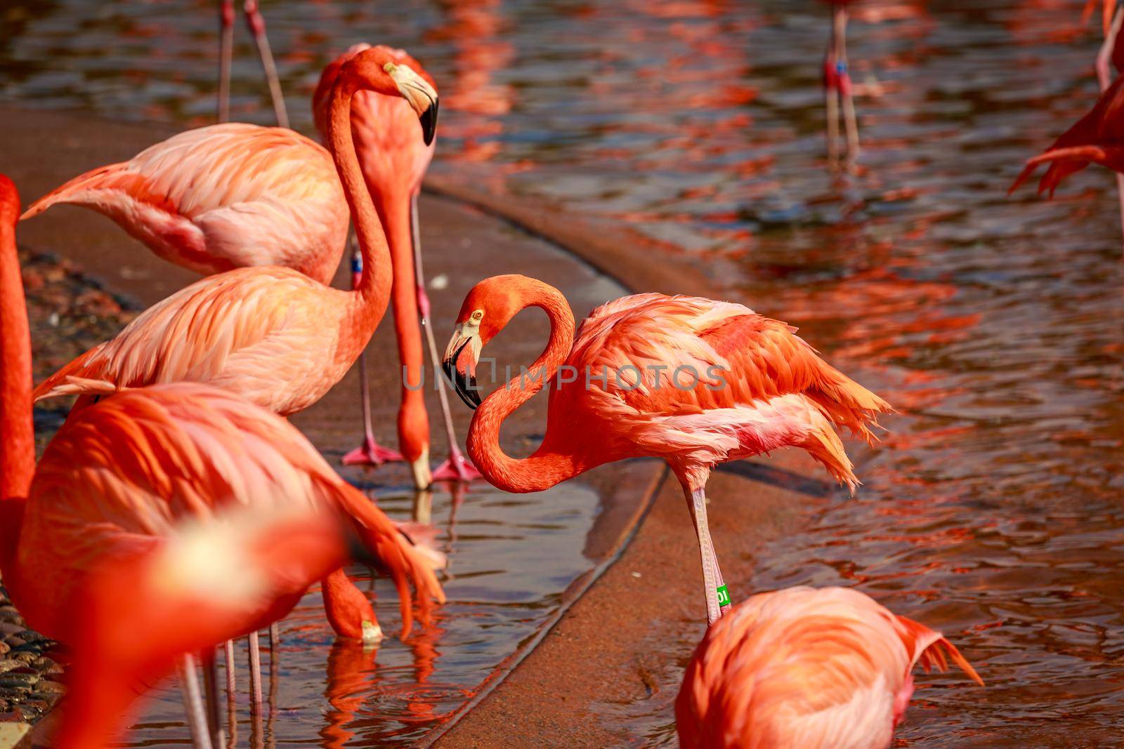 A group of American Flamingos wade in water.