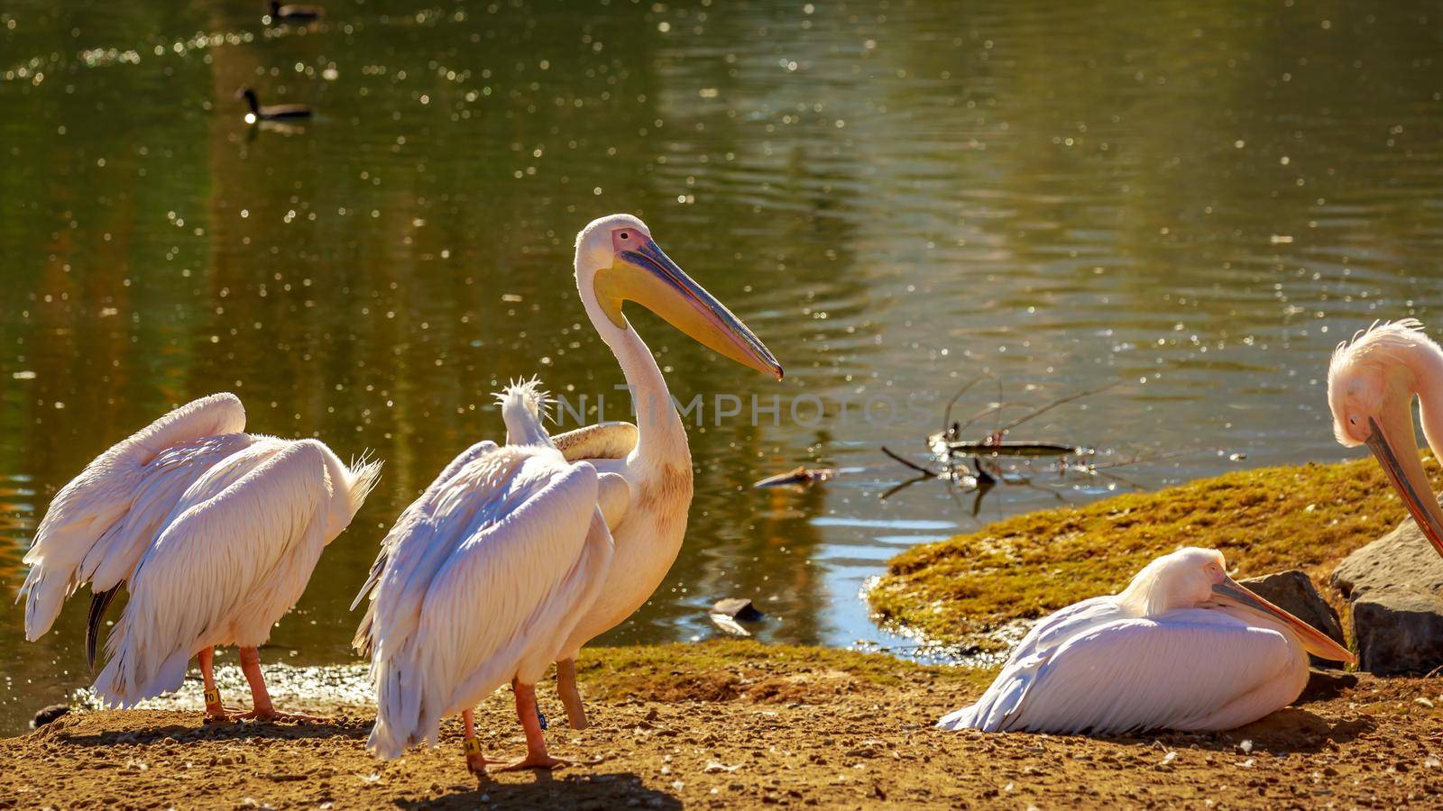 Great White Pelican by gepeng