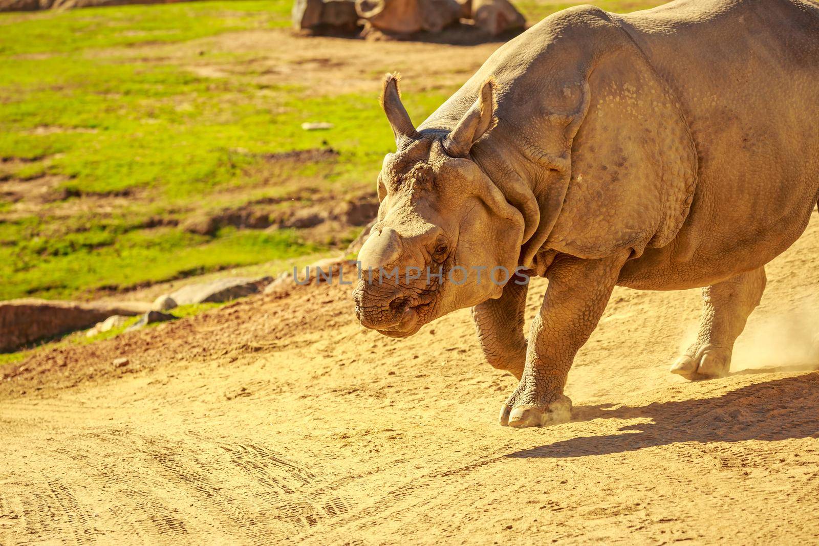 Indian Rhinoceros, without the horn, walks in the park.