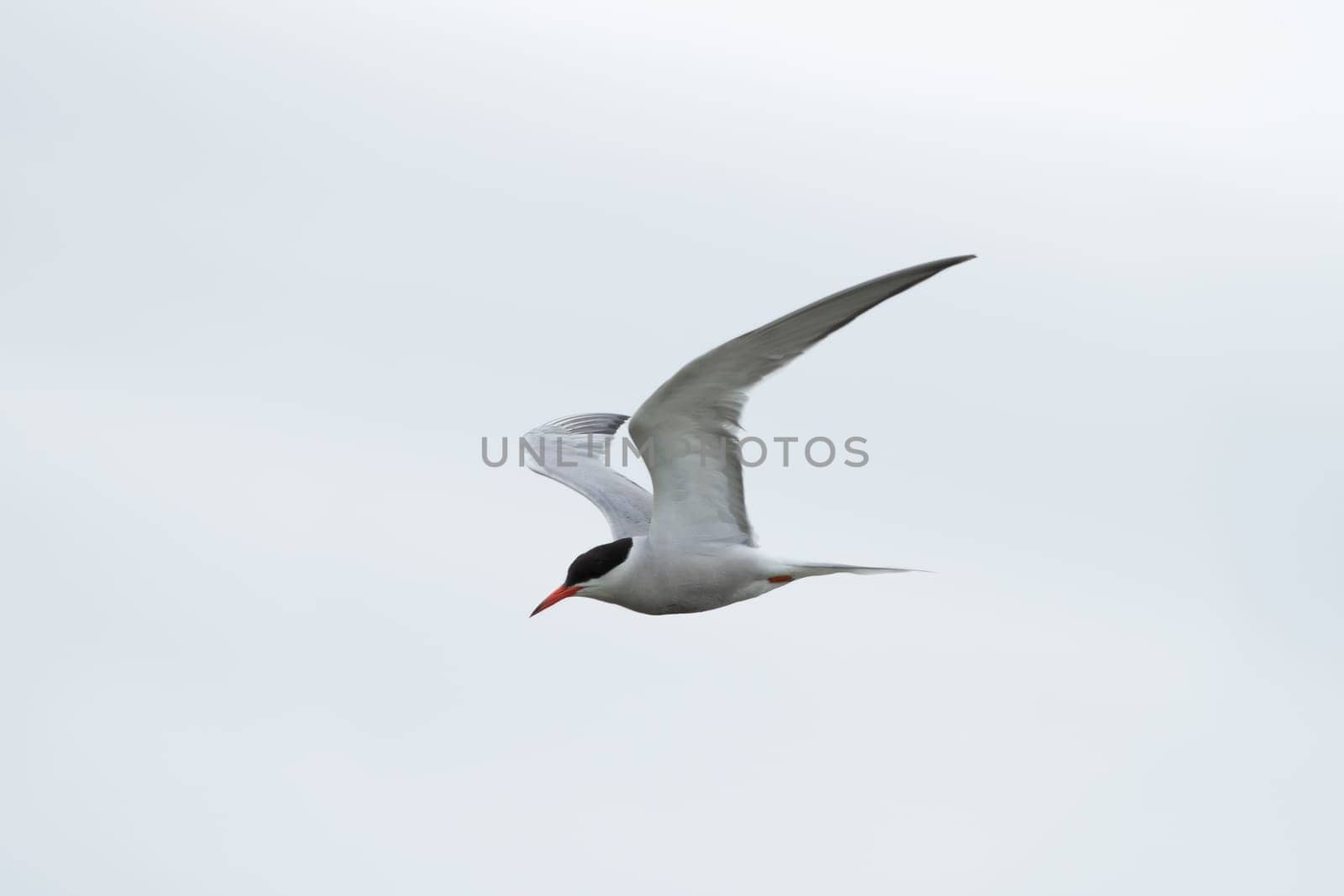 Common tern in flight isolated on white background - Sterna Hirundo -