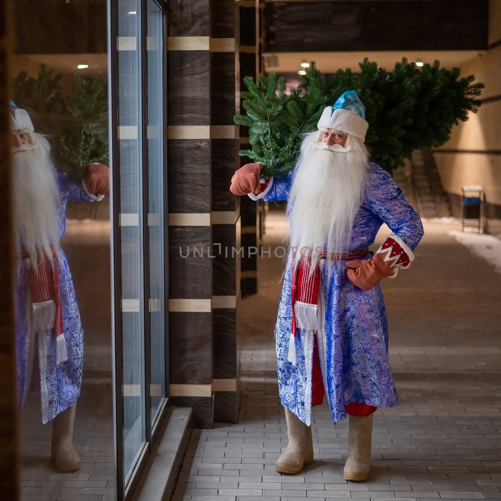 Russian Santa Claus carries a Christmas tree at night outdoors
