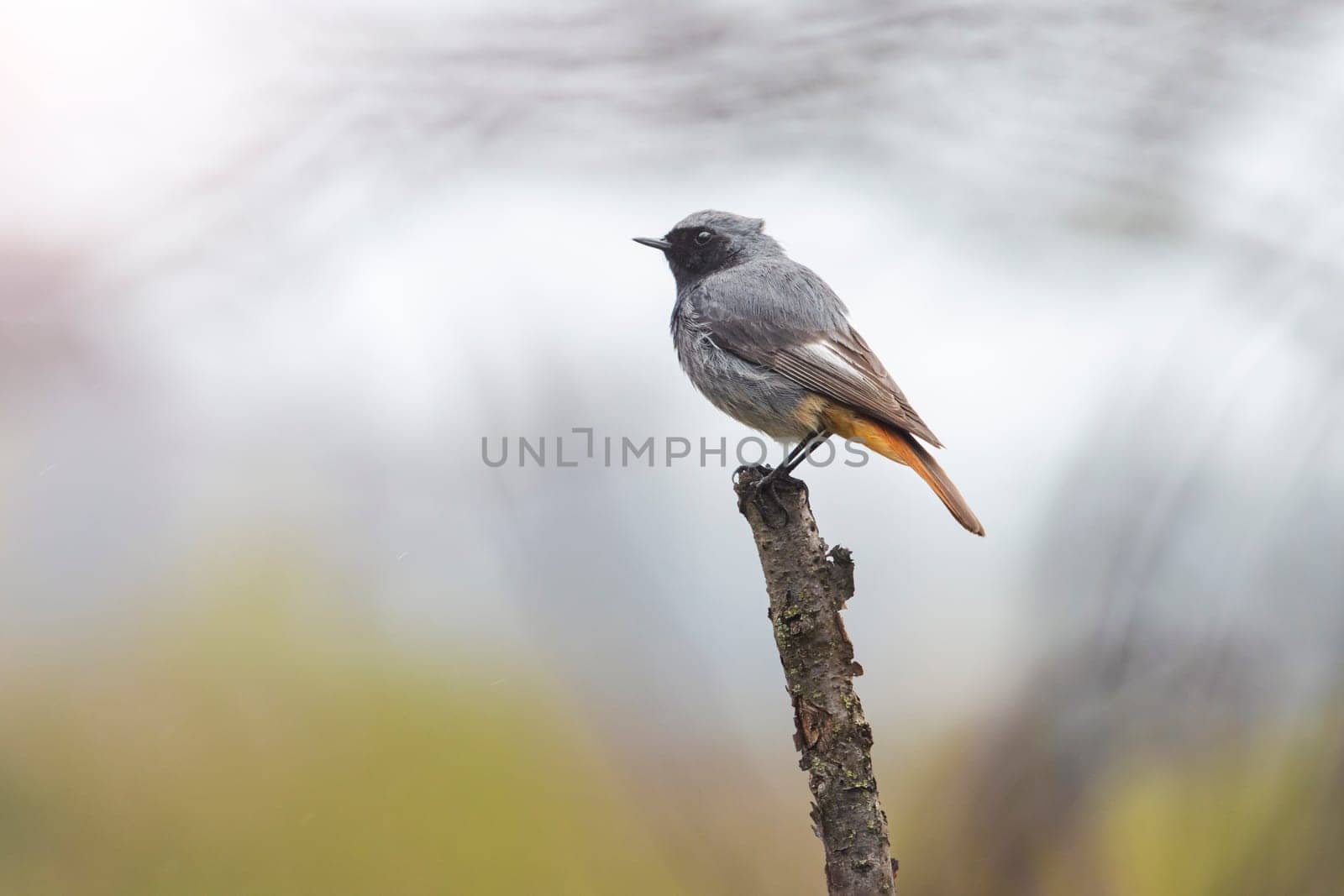 redstart sits on a thin perch, bird