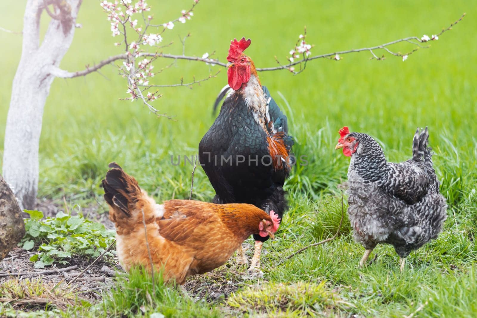 rooster and hens on the background of a flowering tree by drakuliren