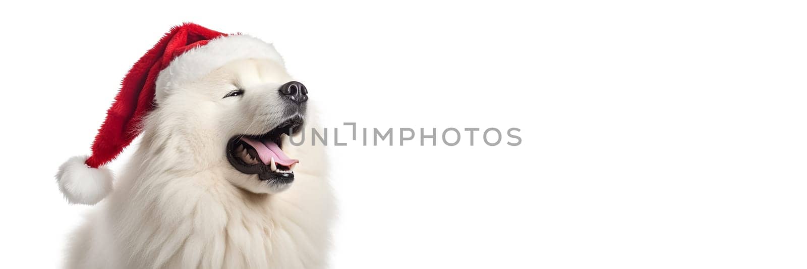 A white fluffy samoyed dog in a Santa Claus hat. Big dog in a red Santa hat. New year or Christmas Long Banner with copy cpace.