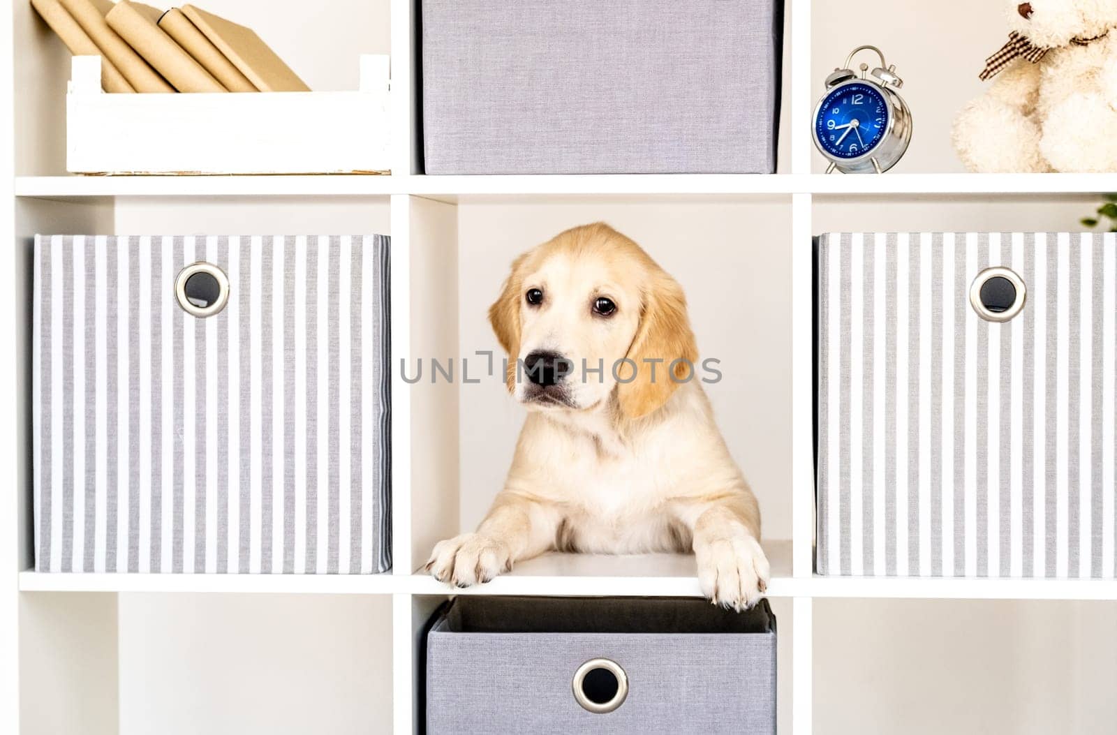 Funny young dog peeking out from locker