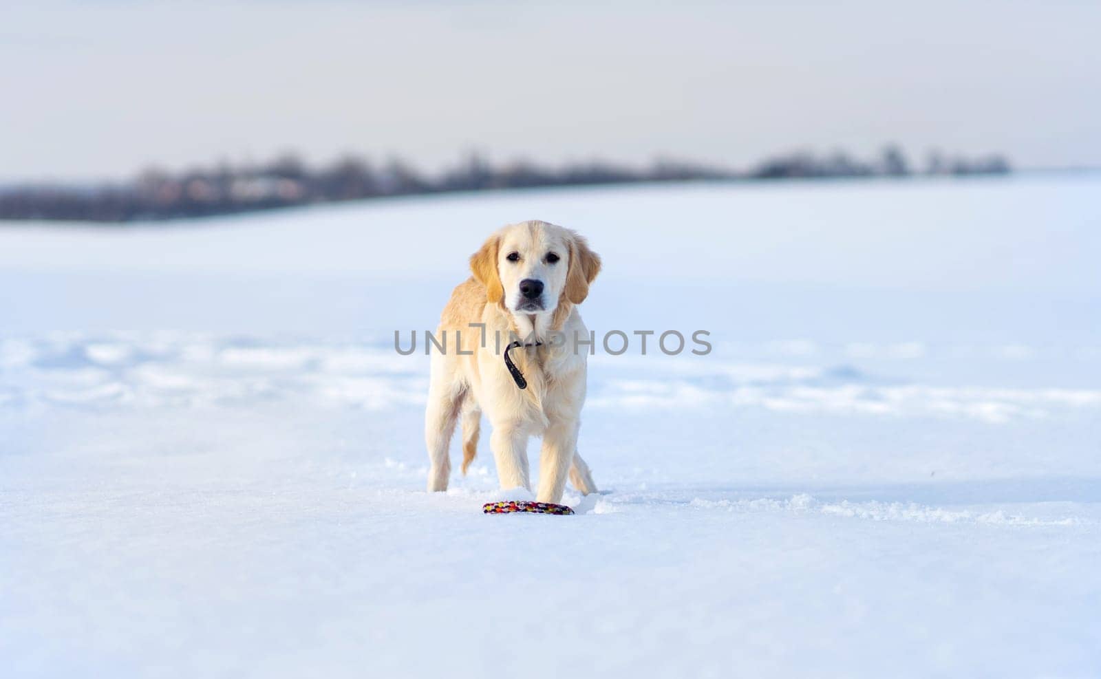 Nice young retriever dog during winter walk in a snow