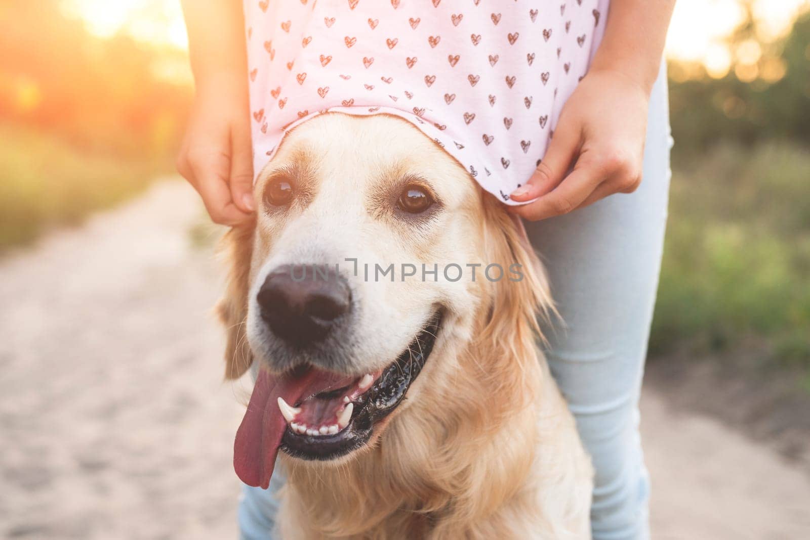 Golden retriever dog with girl on nature in summer