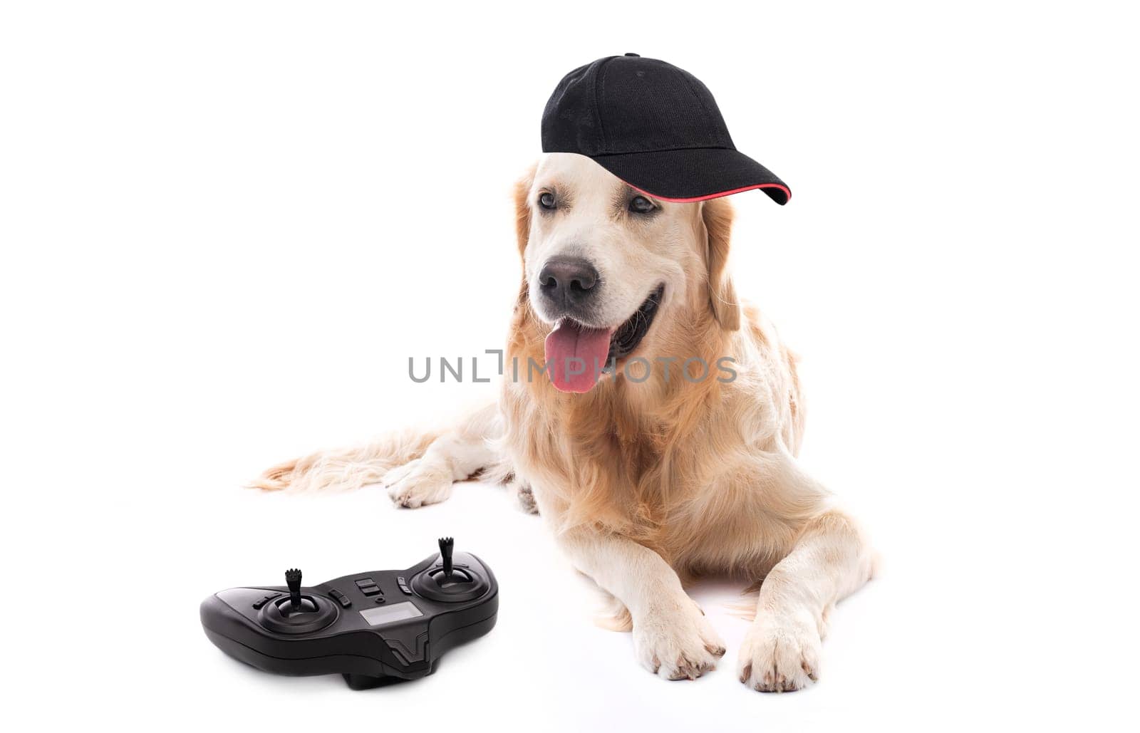 Golden retriever dog in baseball hat lying next to gamepad isolated on white background